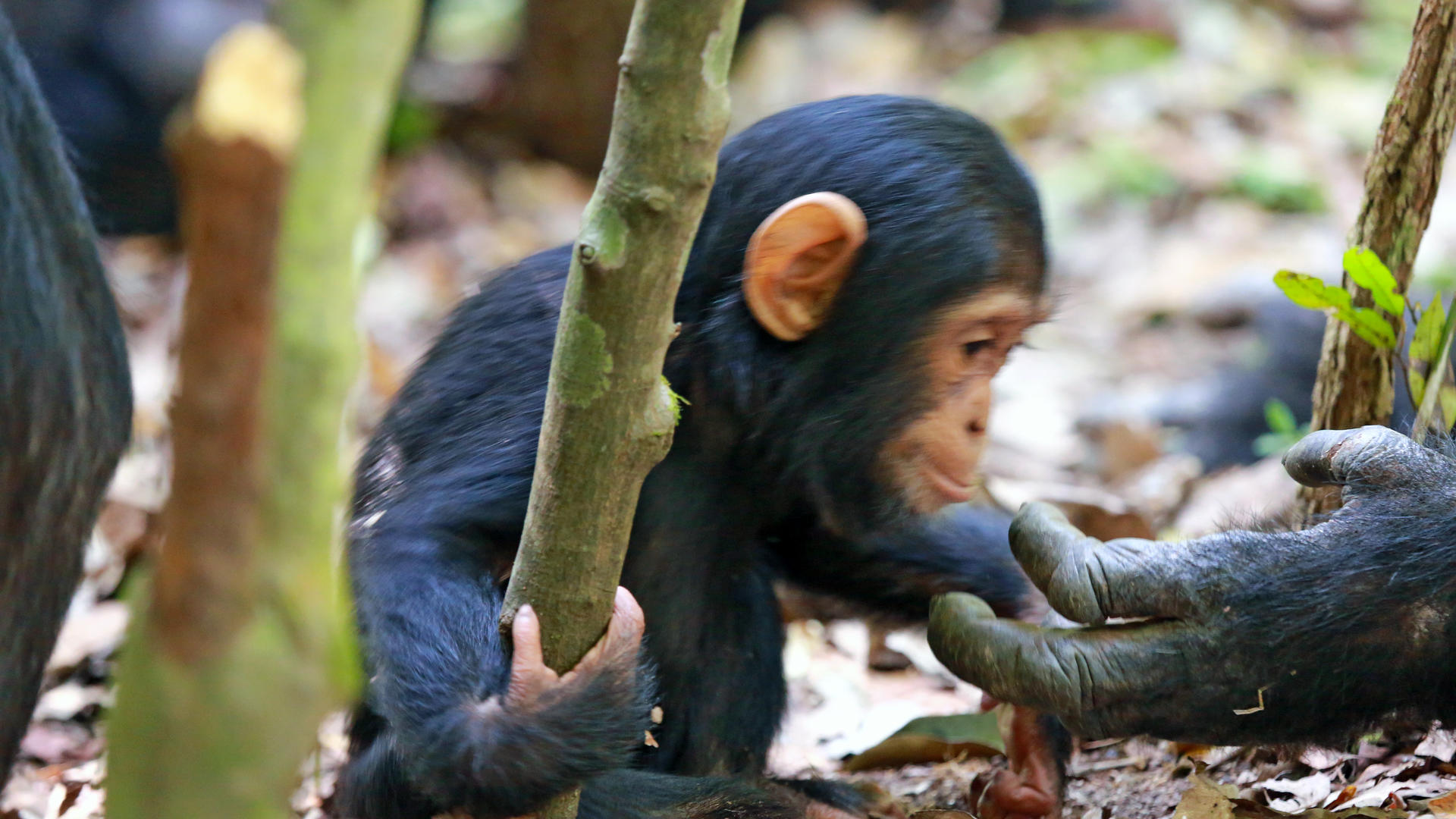 Mm mahale chimps4