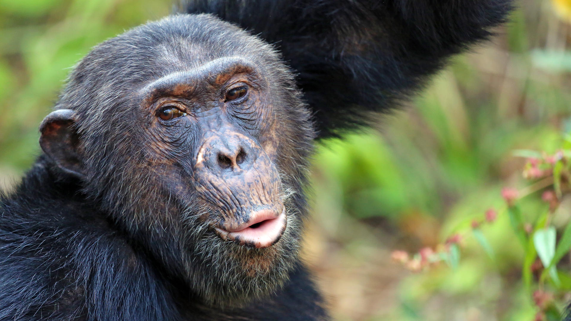 Mm mahale chimps7