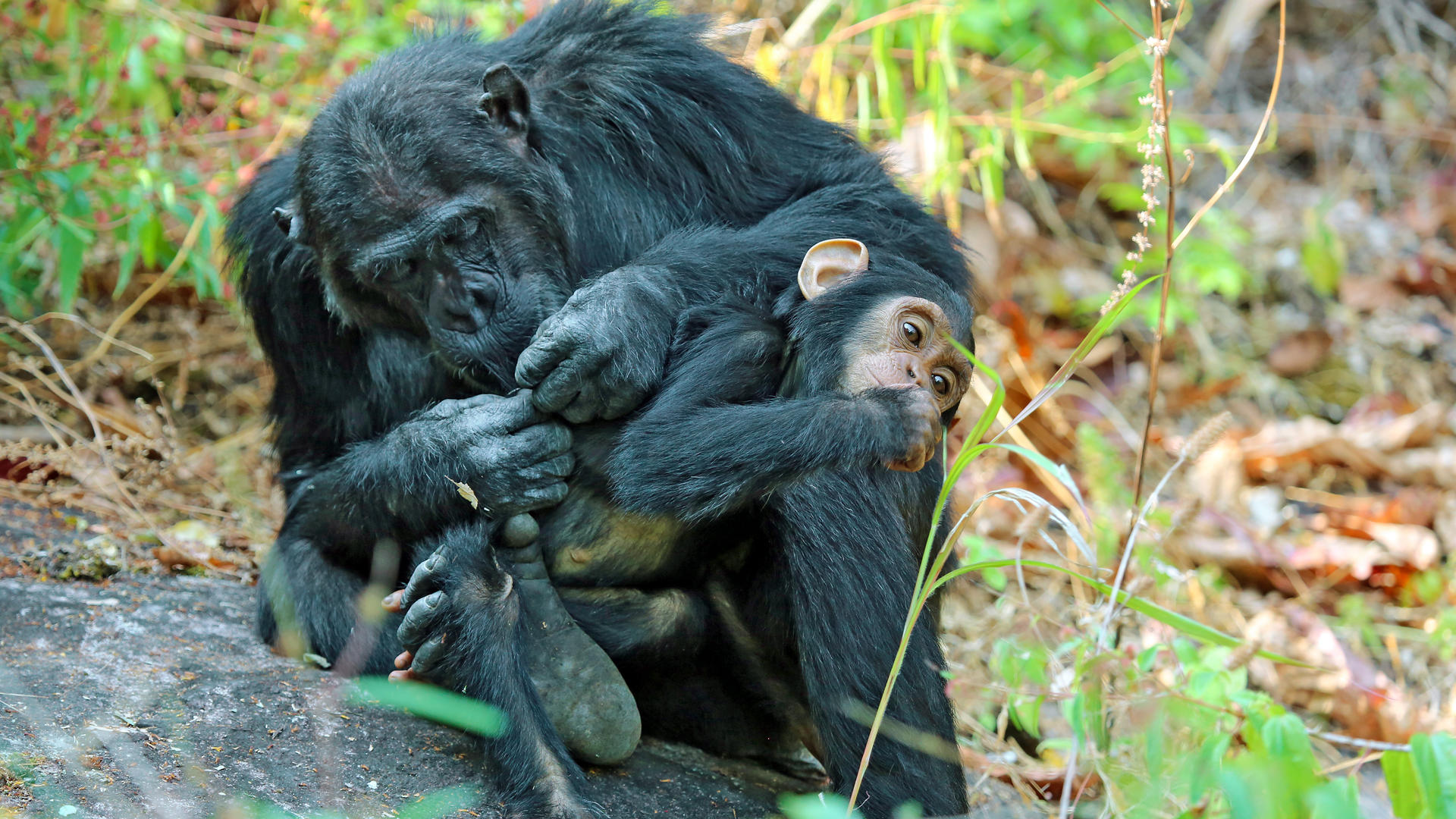 Mm mahale chimps8