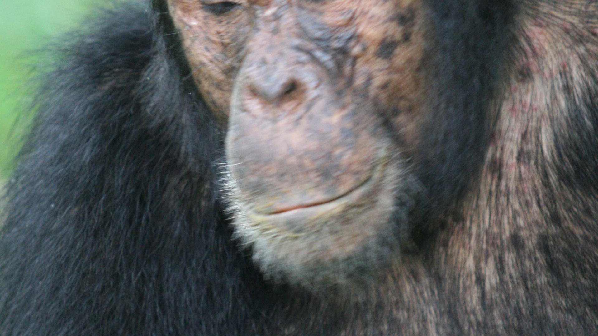 Mm mahale chimps12