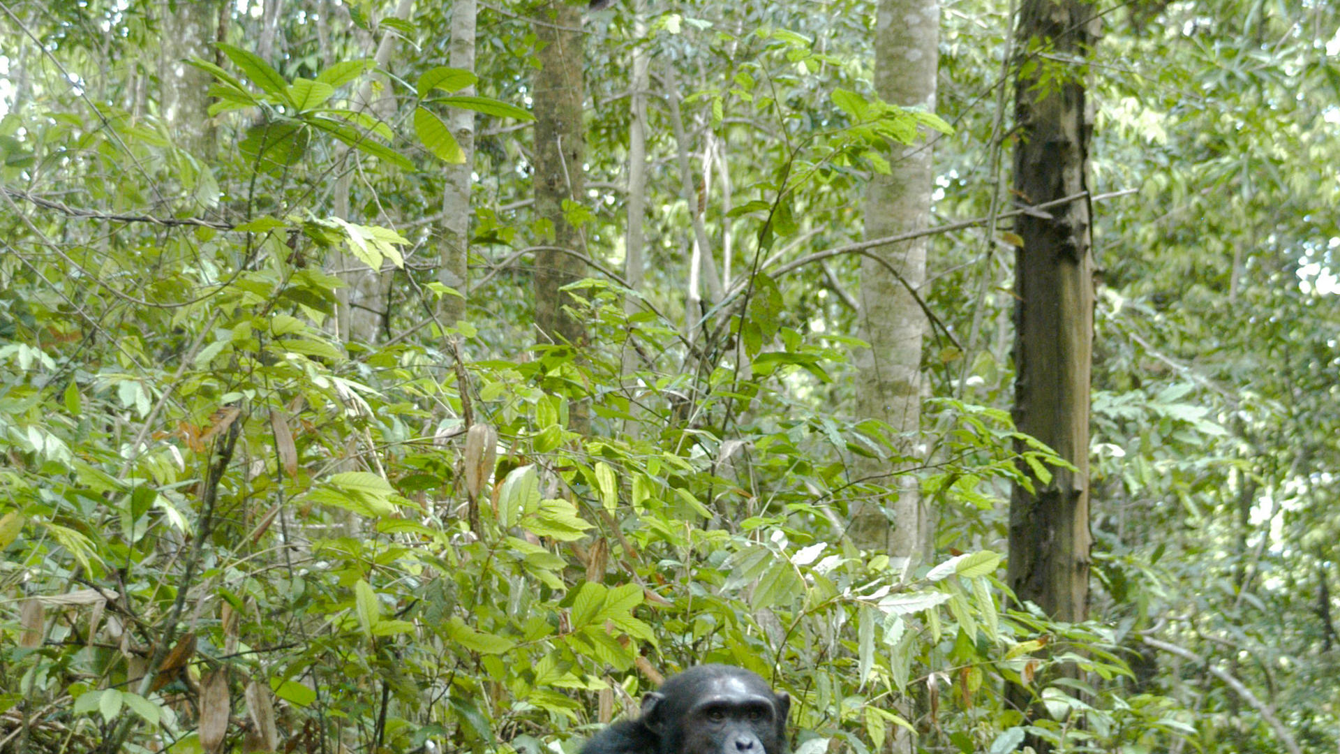Mm mahale chimps11