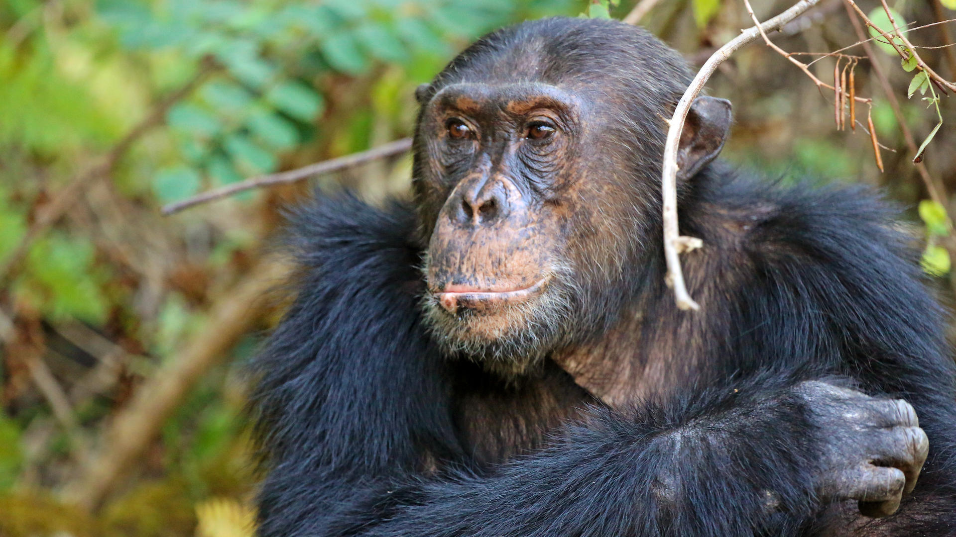 Mm mahale chimps10