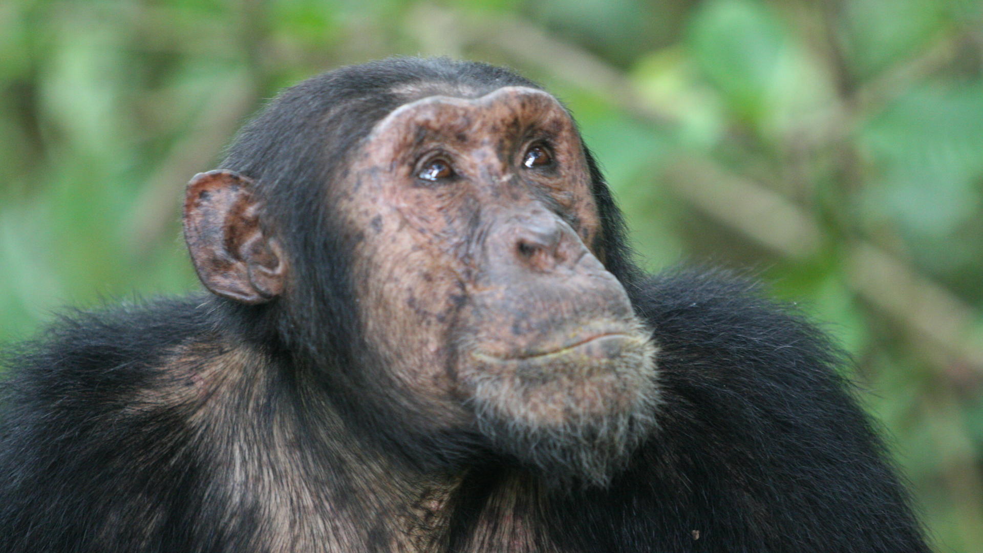 Mm mahale chimps14