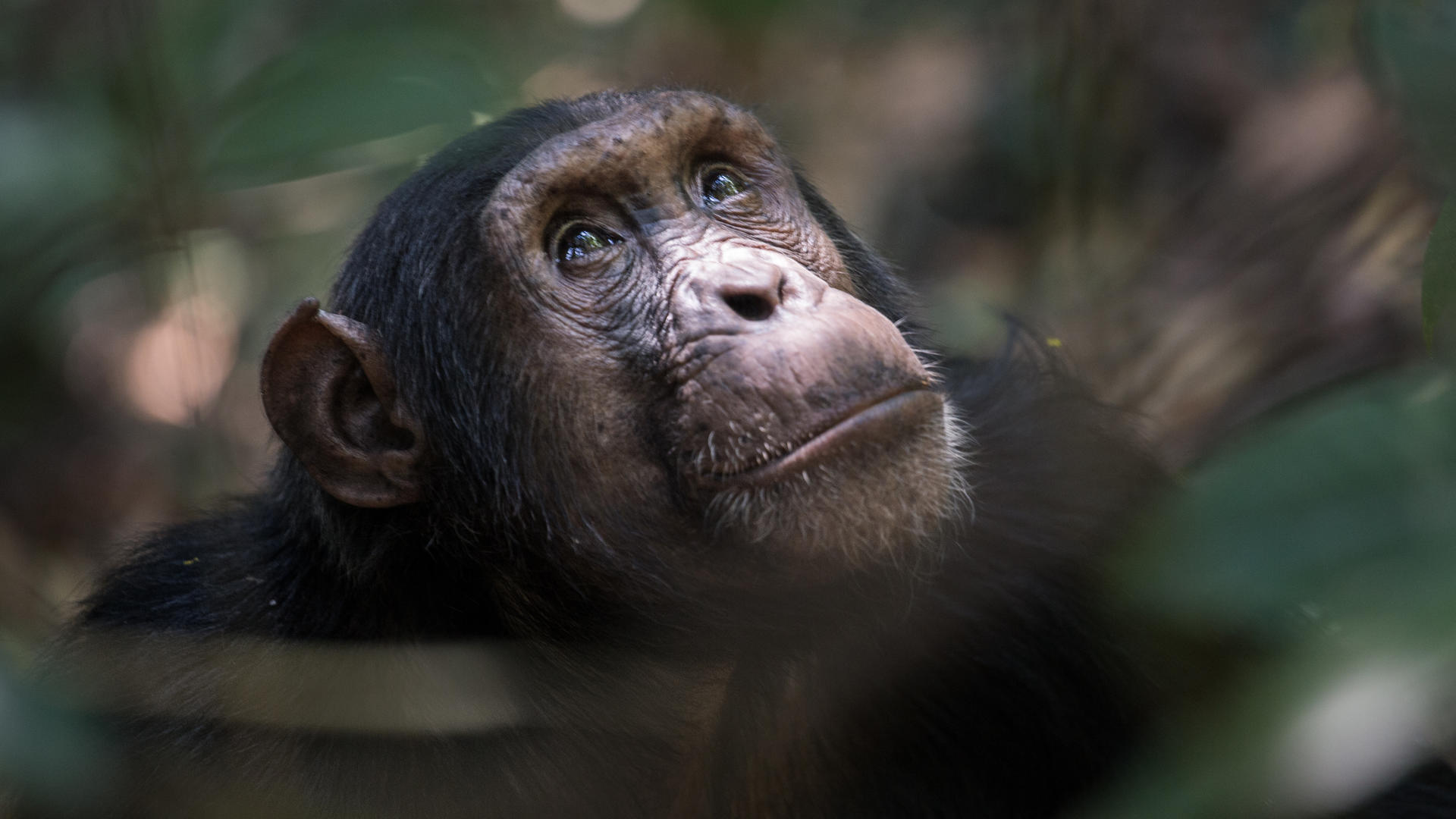 Mm mahale chimps22