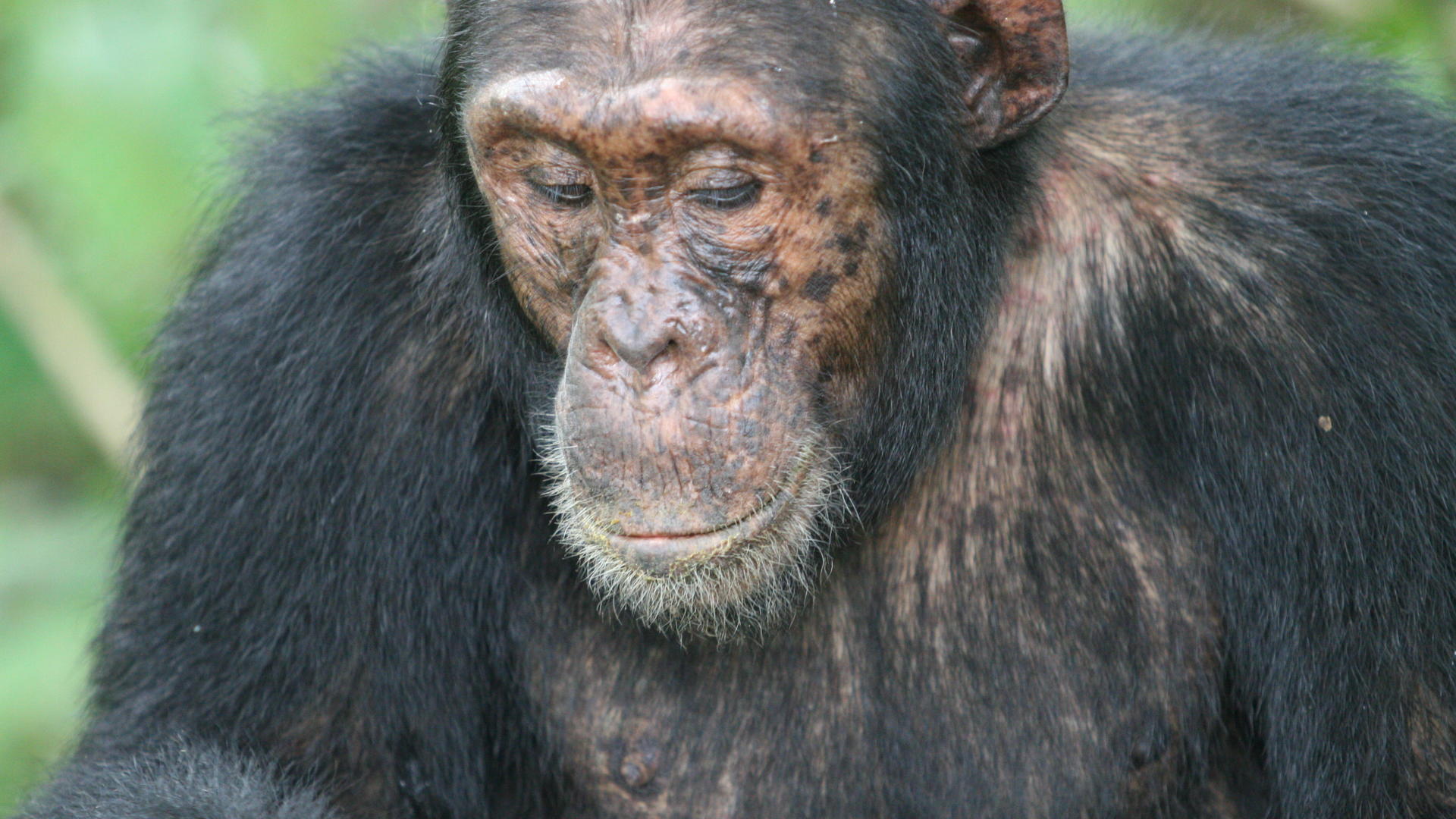 Mm mahale chimps15