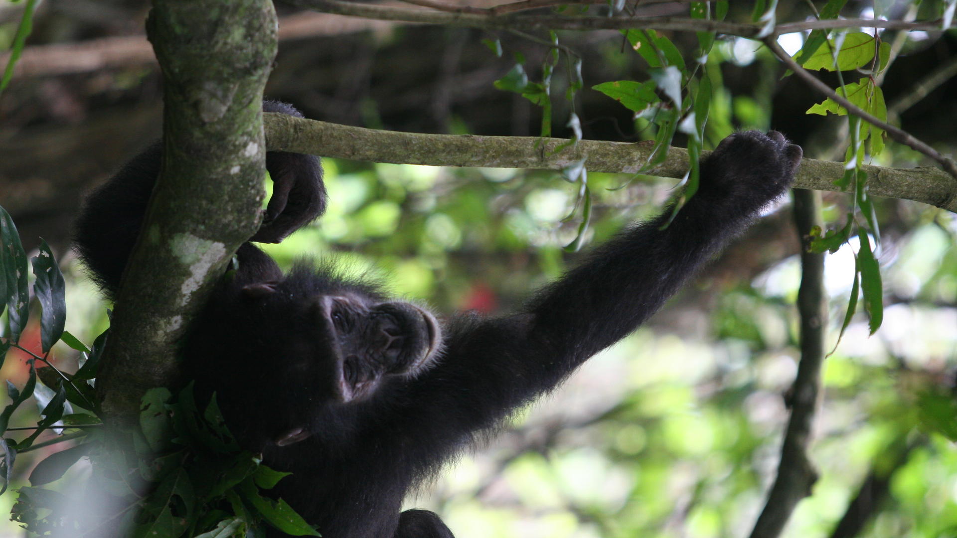 Mm mahale chimps17