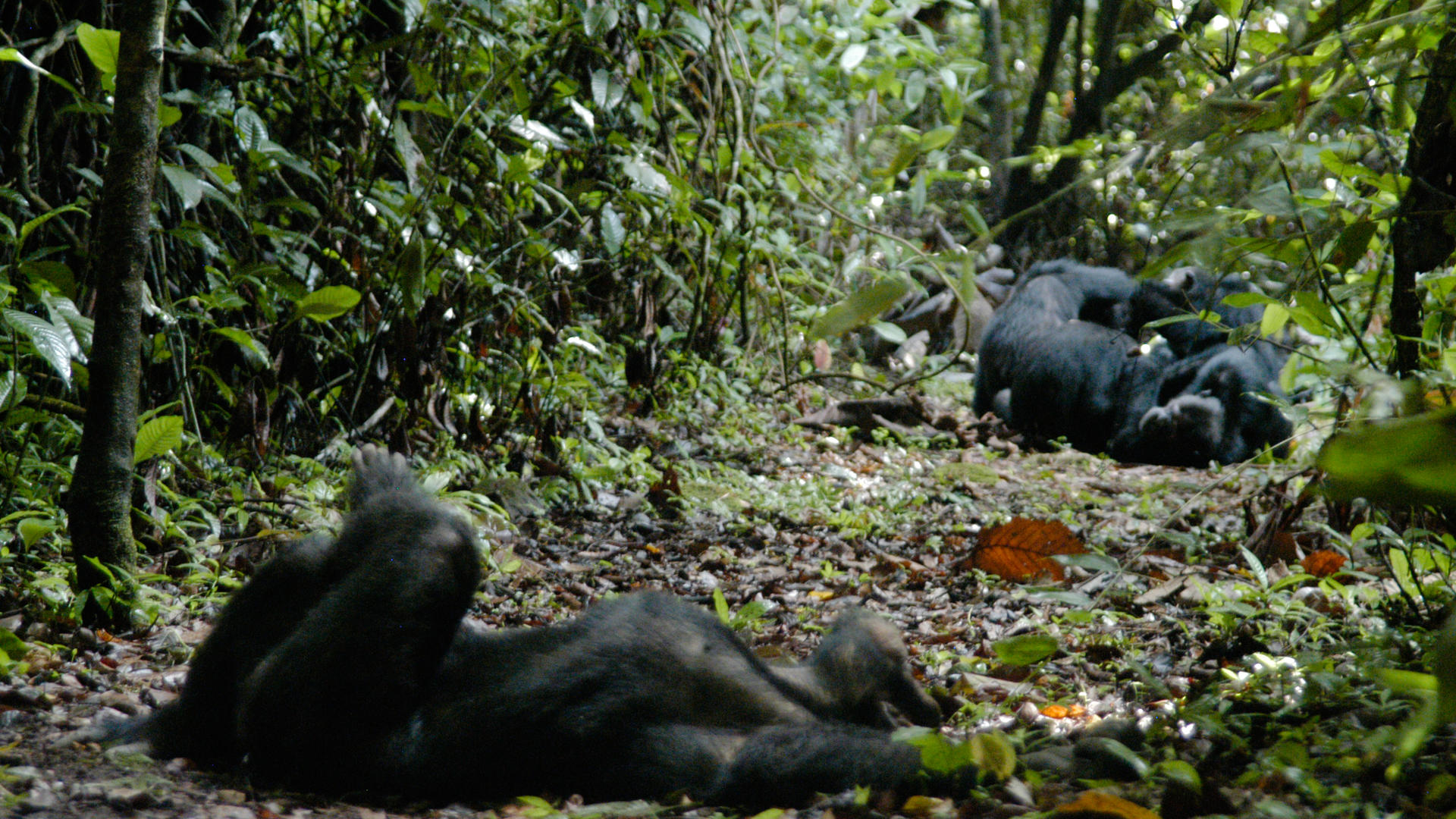 Mm mahale chimps18