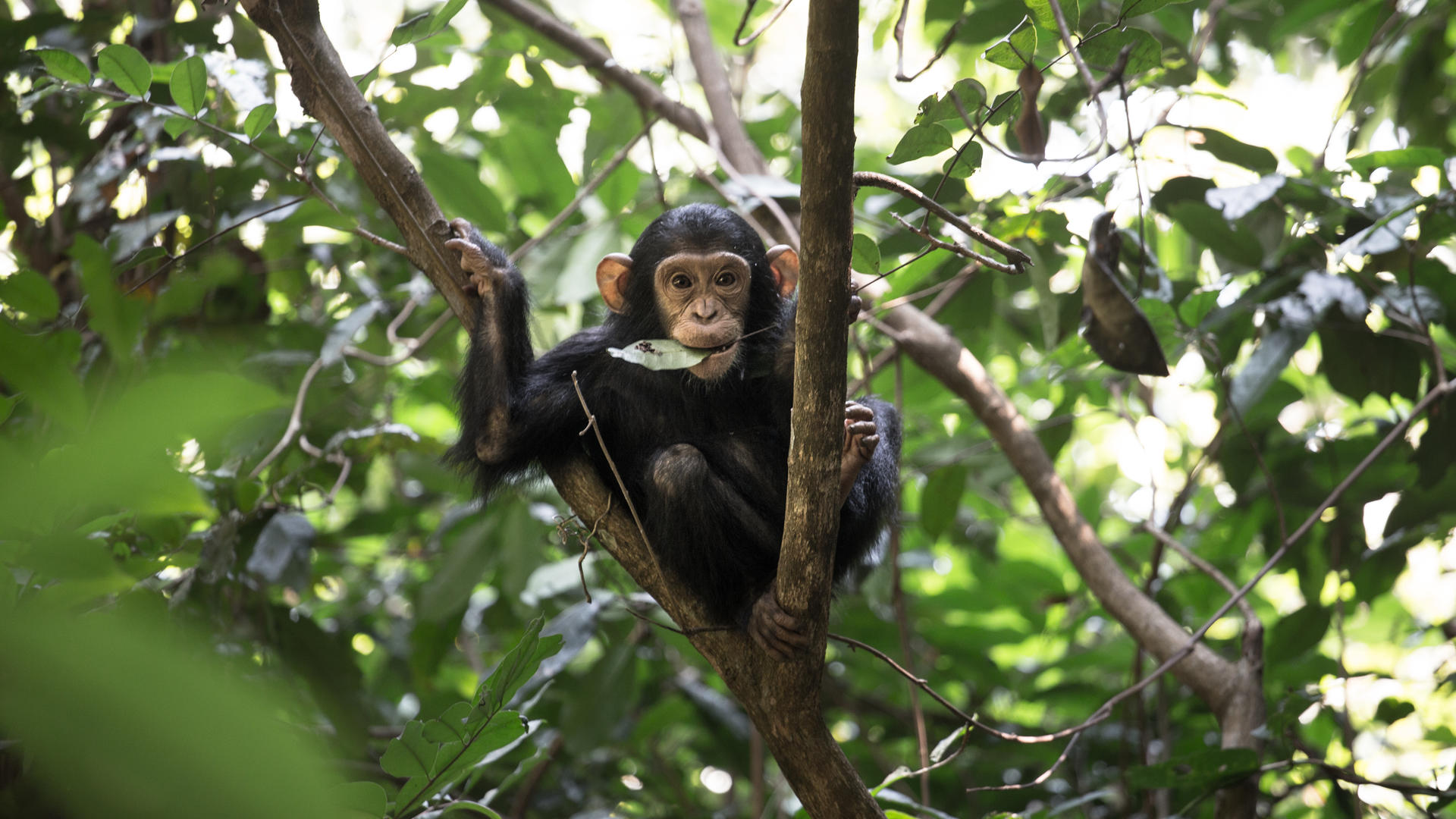 Mm mahale chimps23