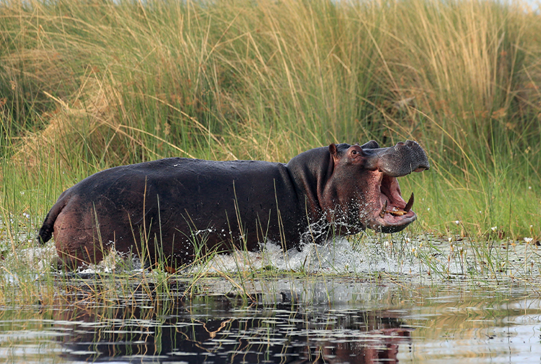 Mulitpurpose 1100x740 0008 mbamba hippo 1