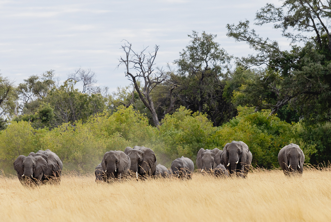 Mulitpurpose 1100x740 0007 mbamba elephant 2