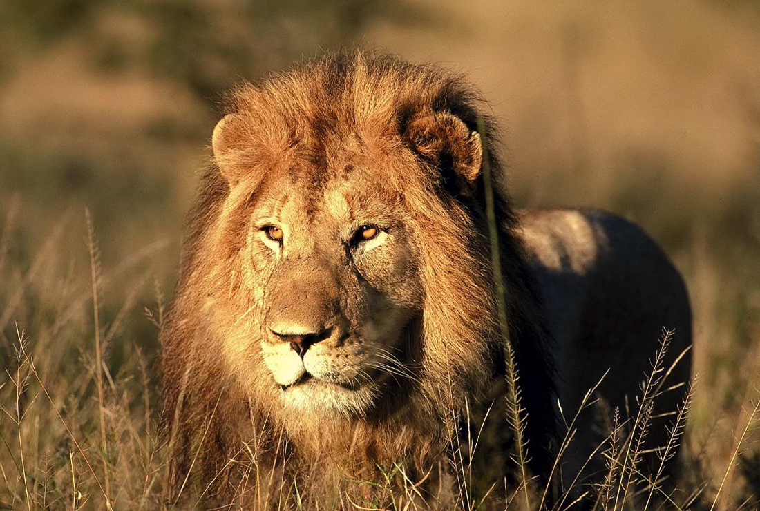 Mulitpurpose 1100x740 0009 mbamba lion2