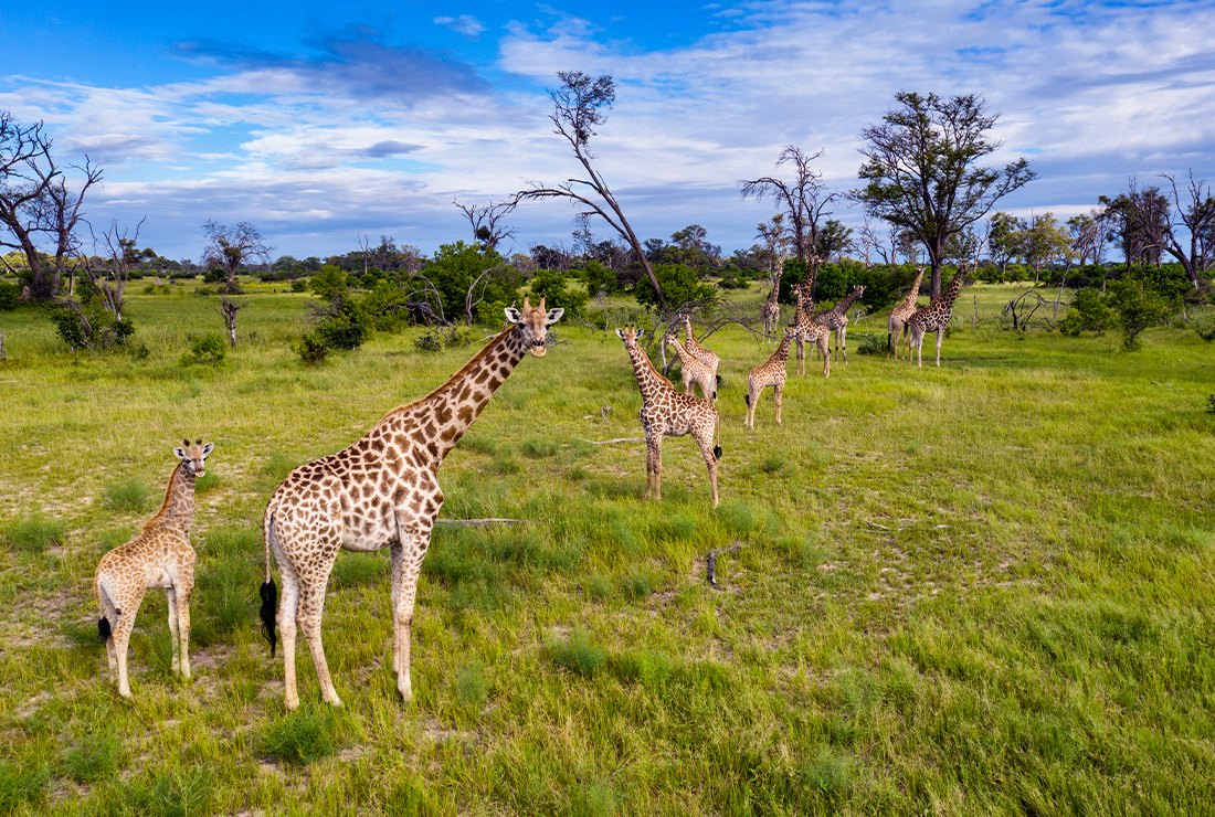 Mulitpurpose 1100x740 0000 53 kpr giraffe