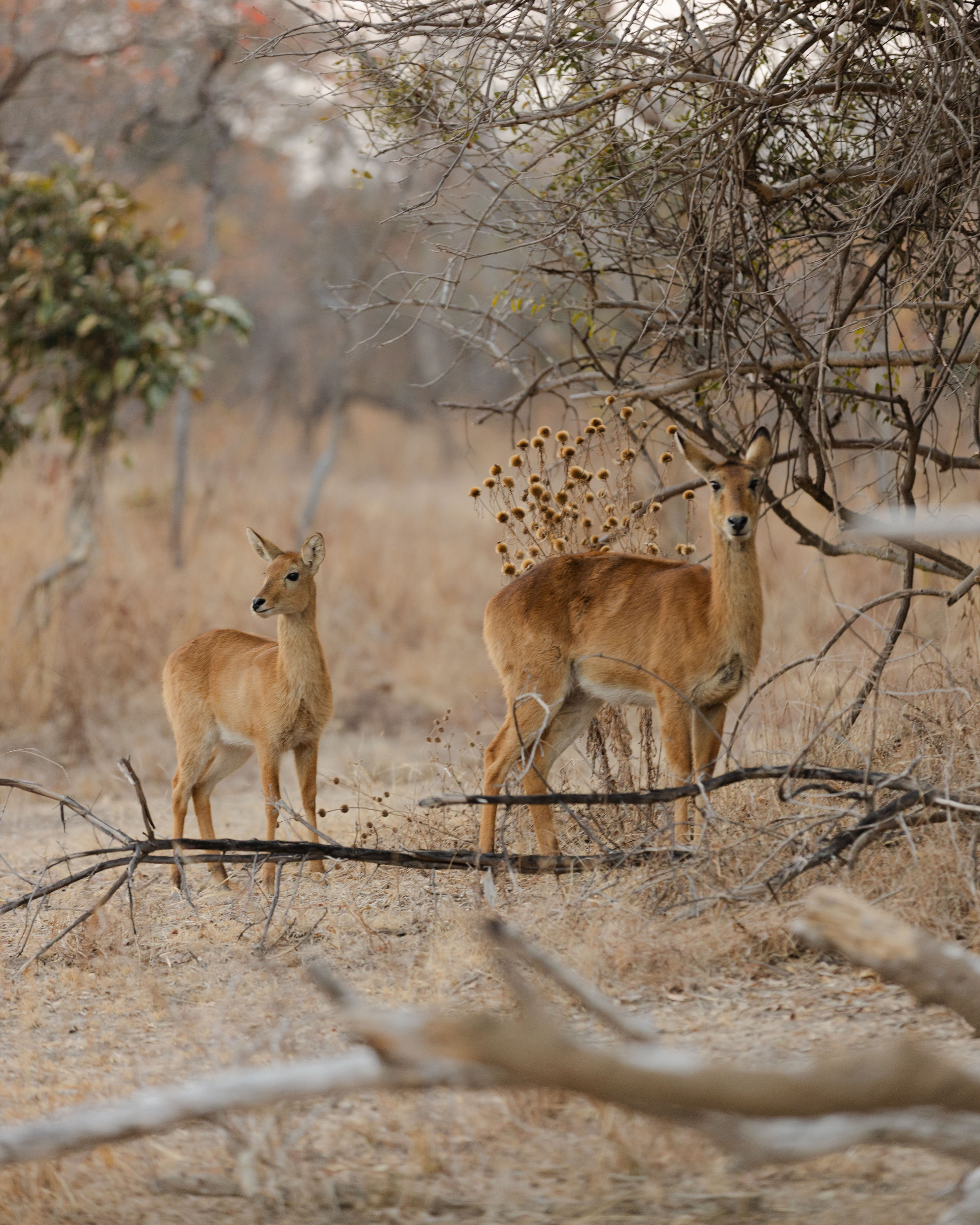 McBrides’ Camp en Kafue