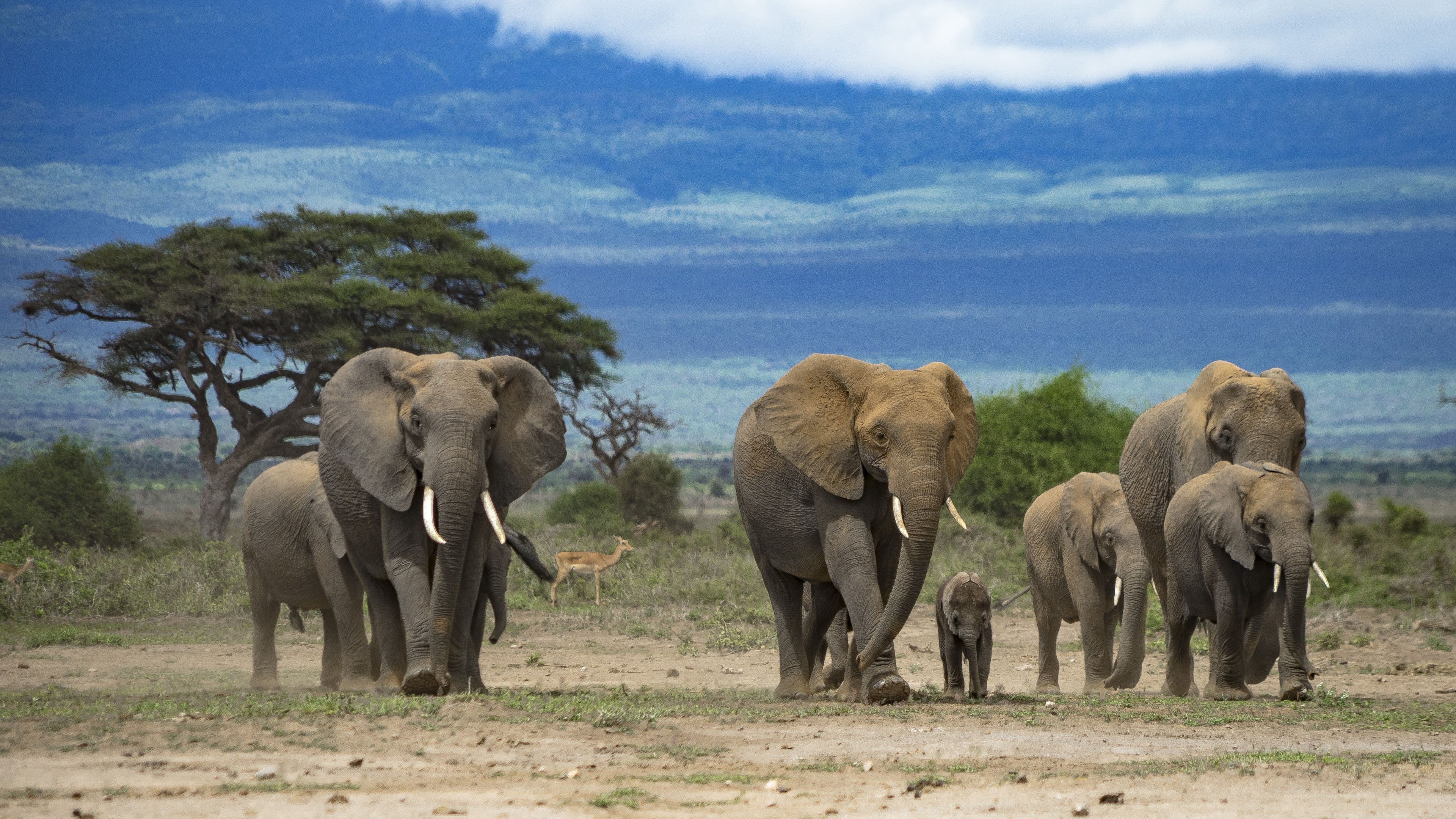 Miombo Safari Camp en Hwange