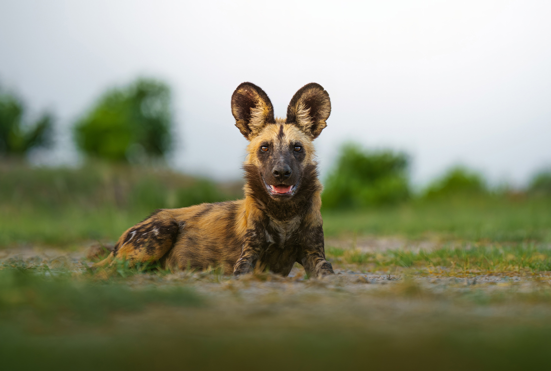 Mulitpurpose 1100x740 0000 bots mokolwane jack swynnerton l4 wild dog 1