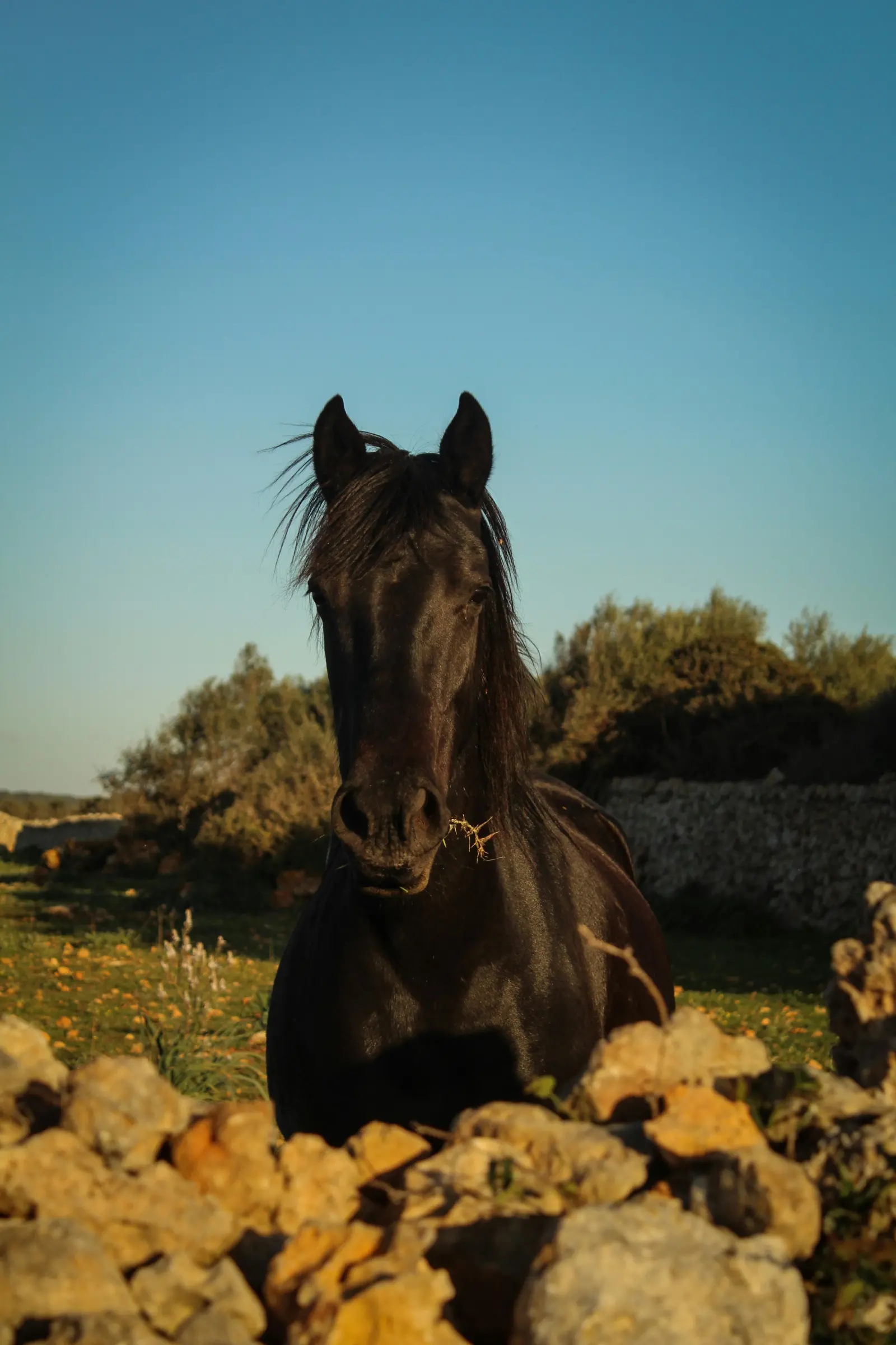 Morvedra Nou en Menorca