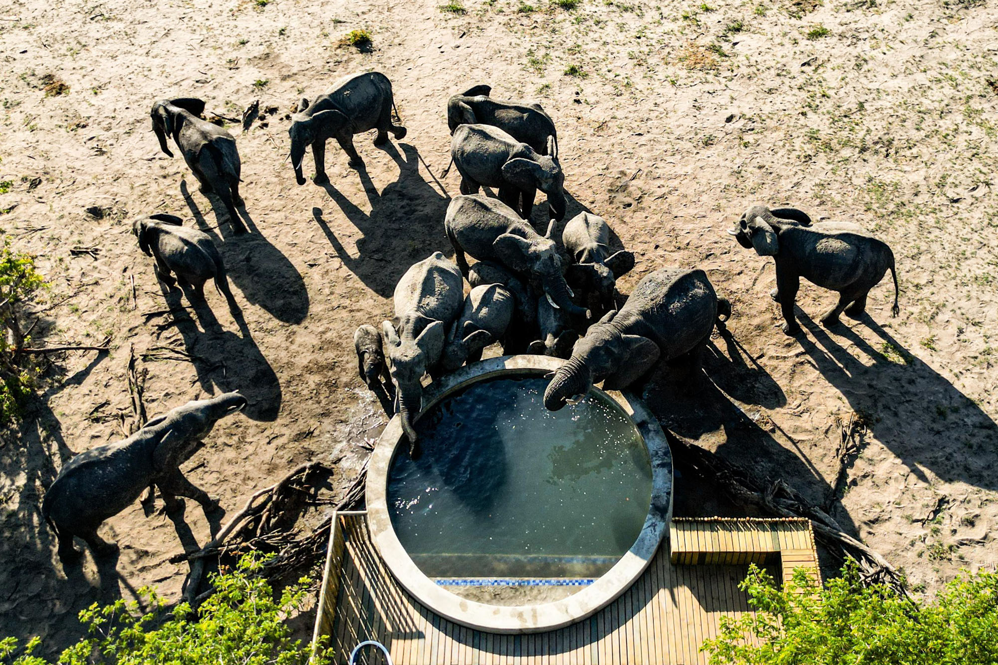 Muddy Teak en Hwange