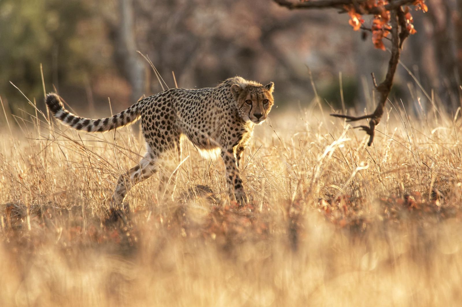 Nanzhila Plains Safari Camp en Nanzhila Plains