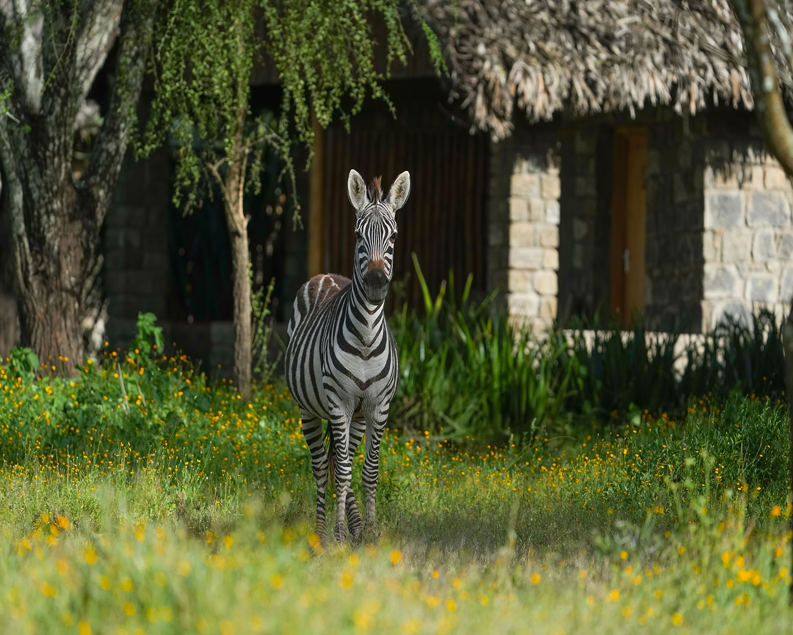Ndutu feb 23 5 2