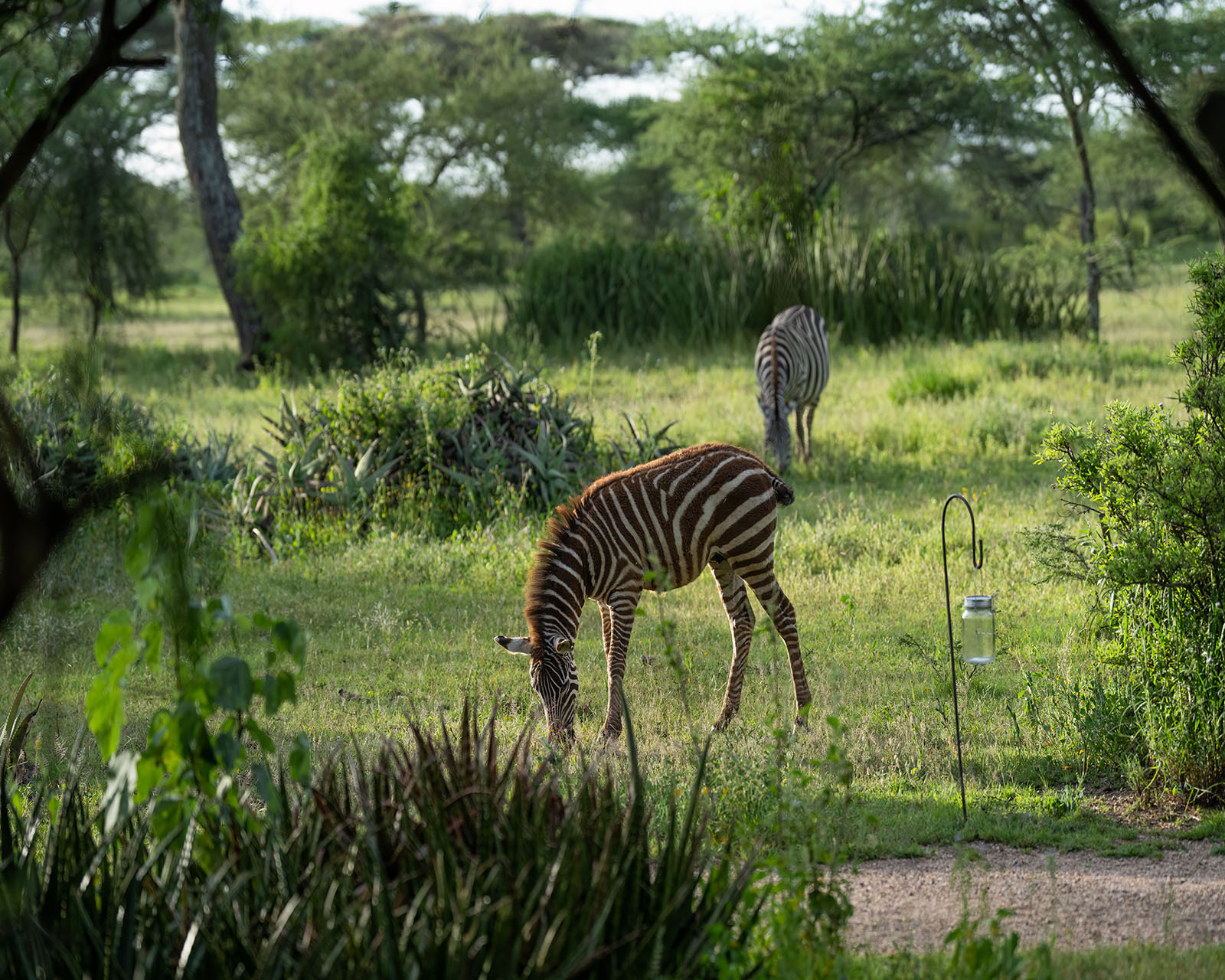 Ndutu feb 24 mixed 3