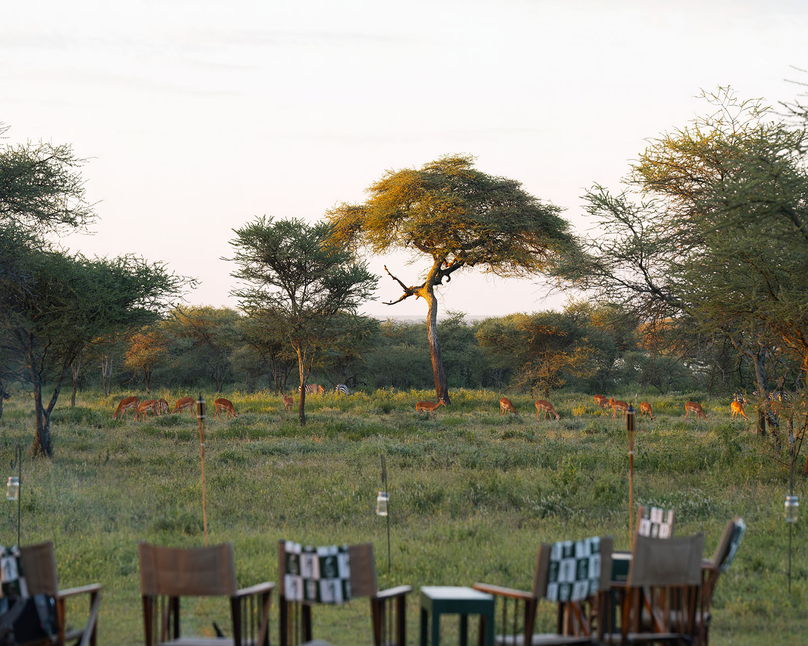 Ndutu feb 24 mixed 8
