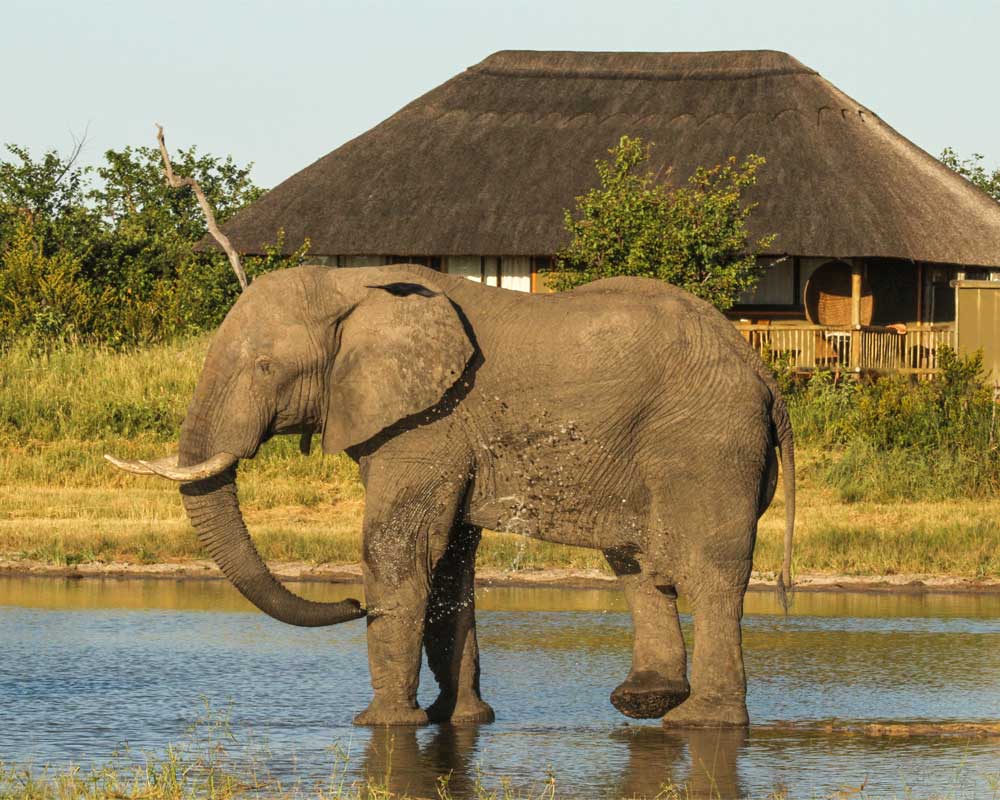 Nehimba Safari Lodge en Hwange