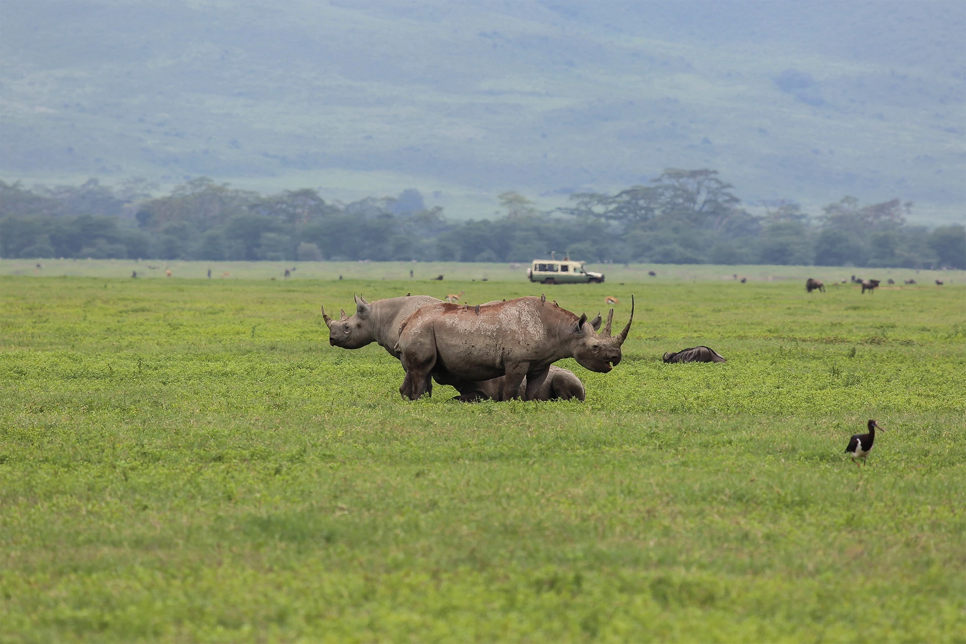 Neptune ngorongoro safari hero