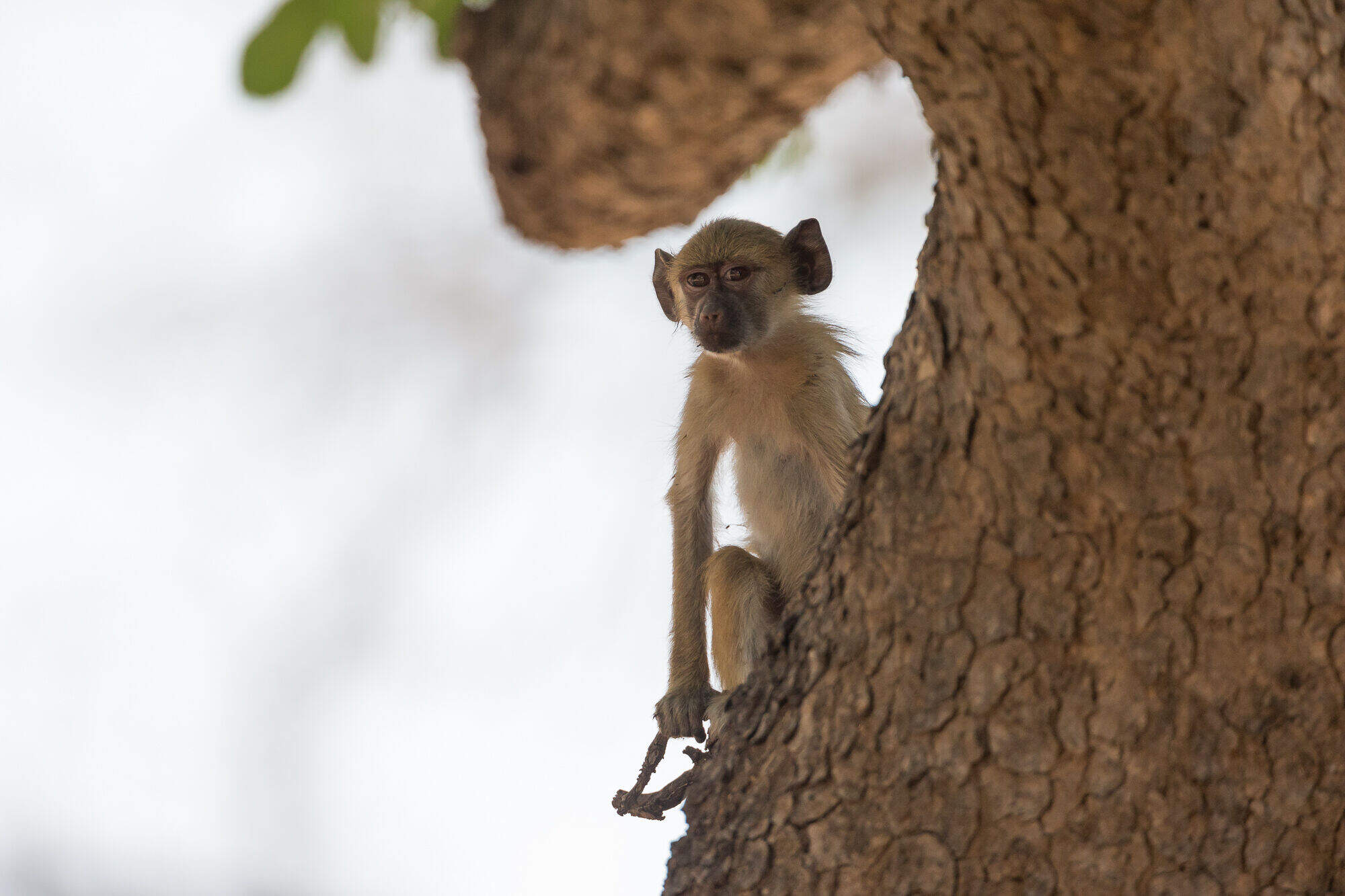 Nkonzi Camp en Luangwa Valley