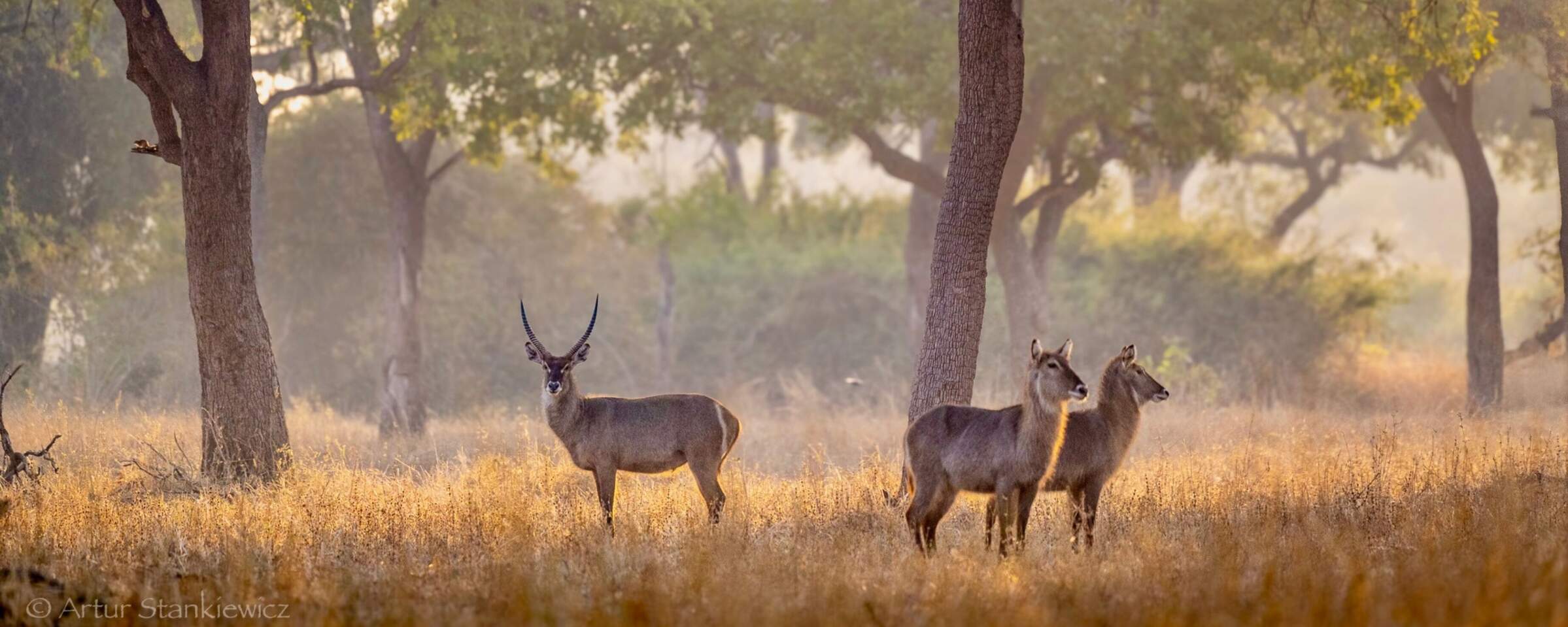 Nkonzi Camp en Luangwa Valley