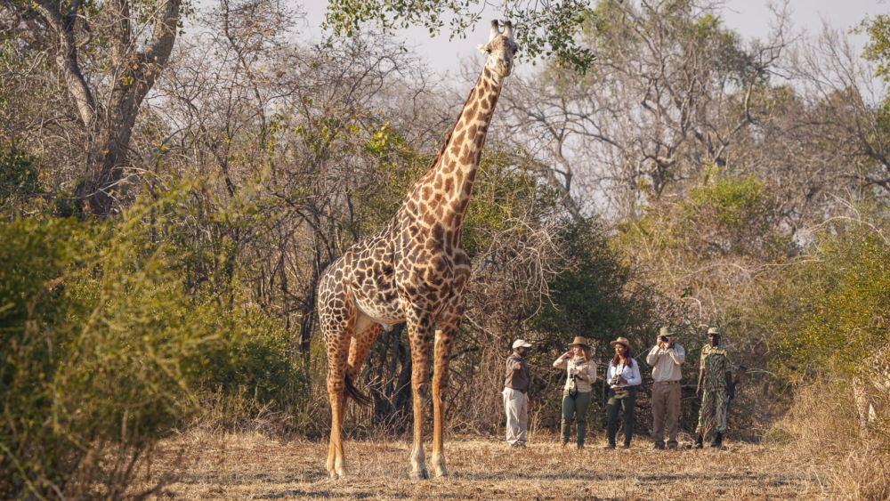 Nsefu Camp en Luangwa Valley