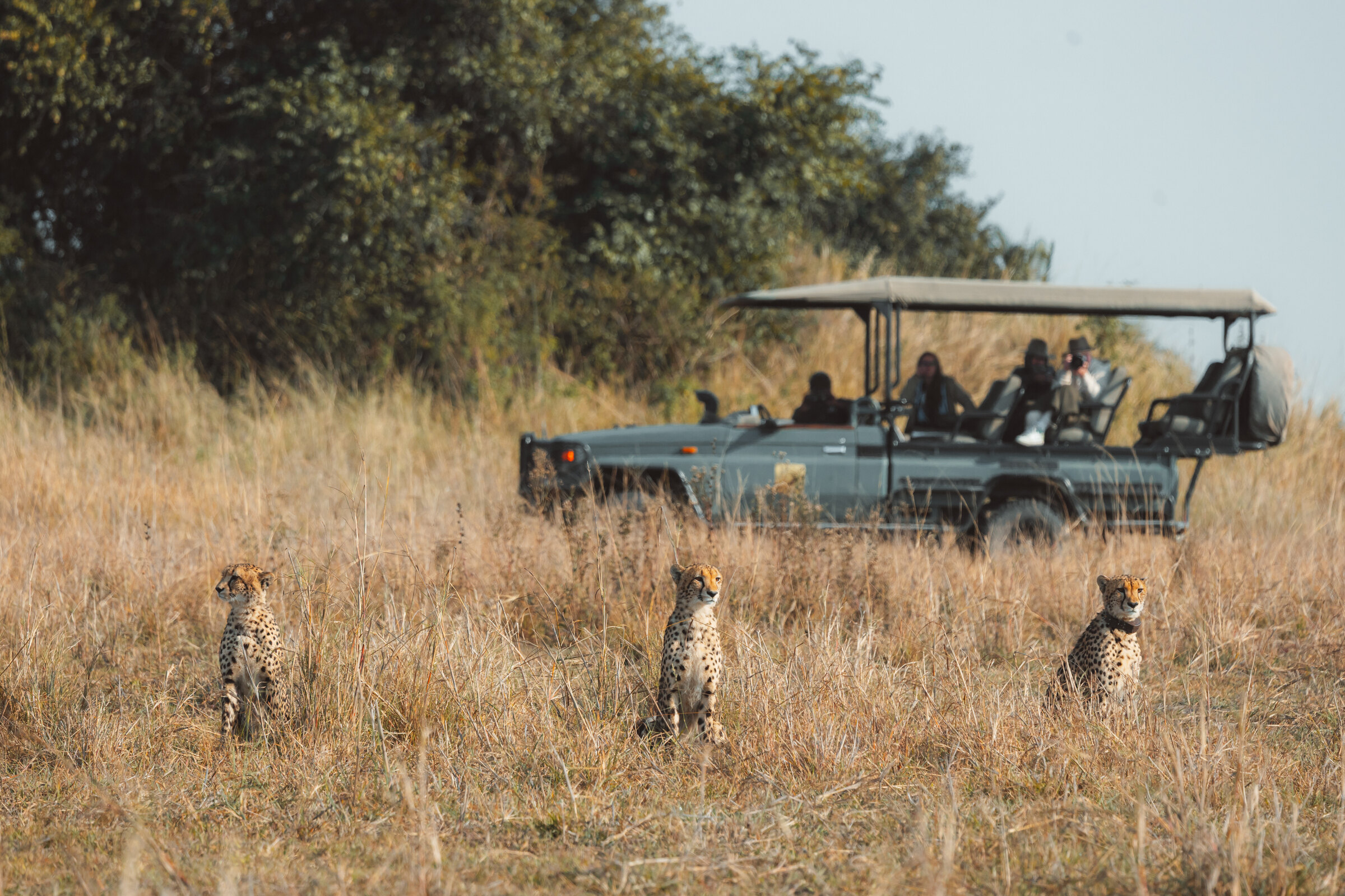 Ntemwa-Busanga Camp en Busanga Plains