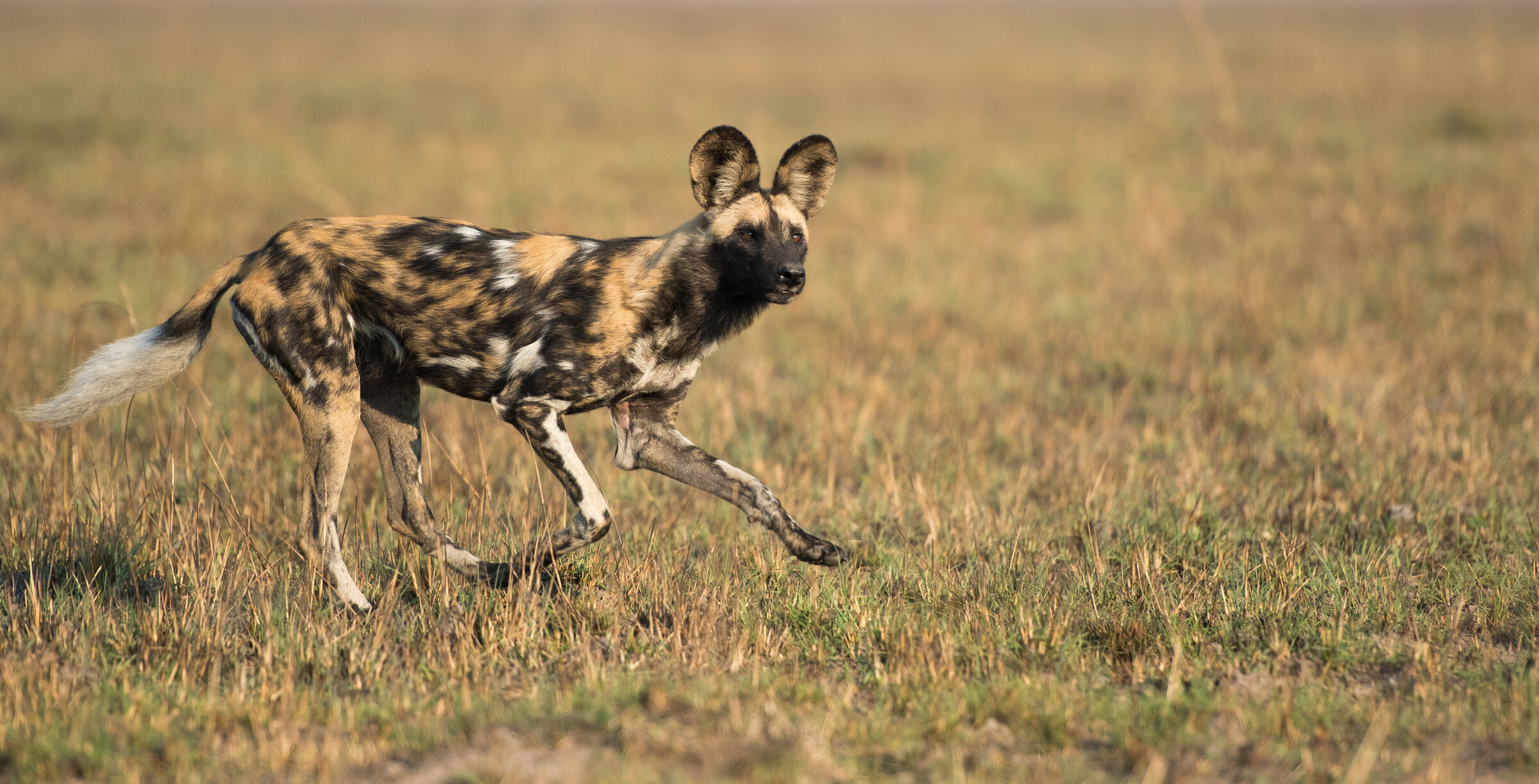 Ntemwa-Busanga Camp en Busanga Plains