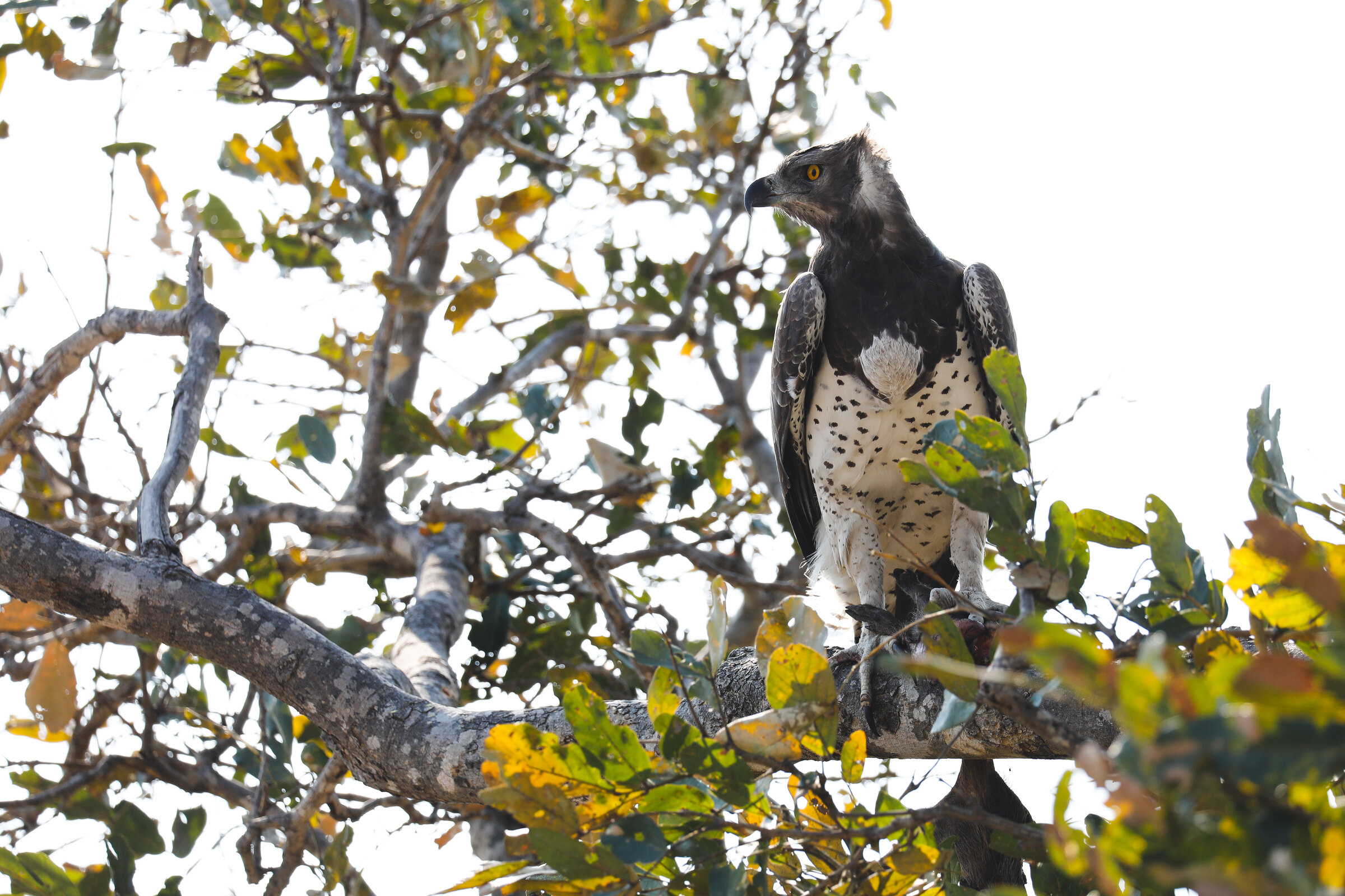 Ntemwa-Busanga Camp en Busanga Plains