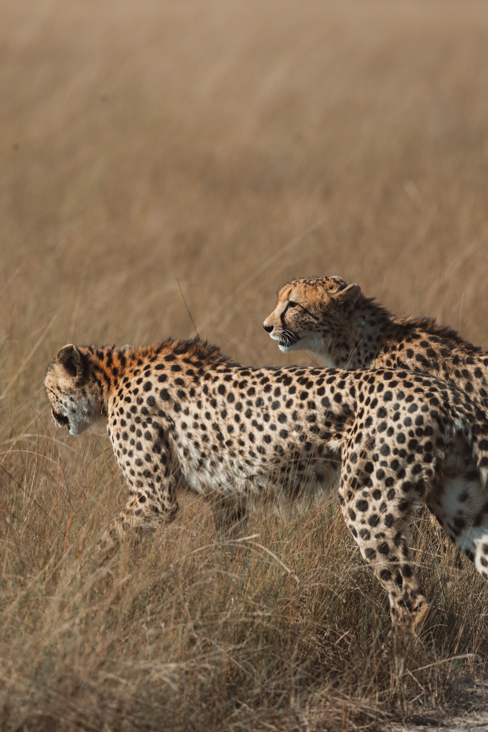 Ntemwa-Busanga Camp en Busanga Plains