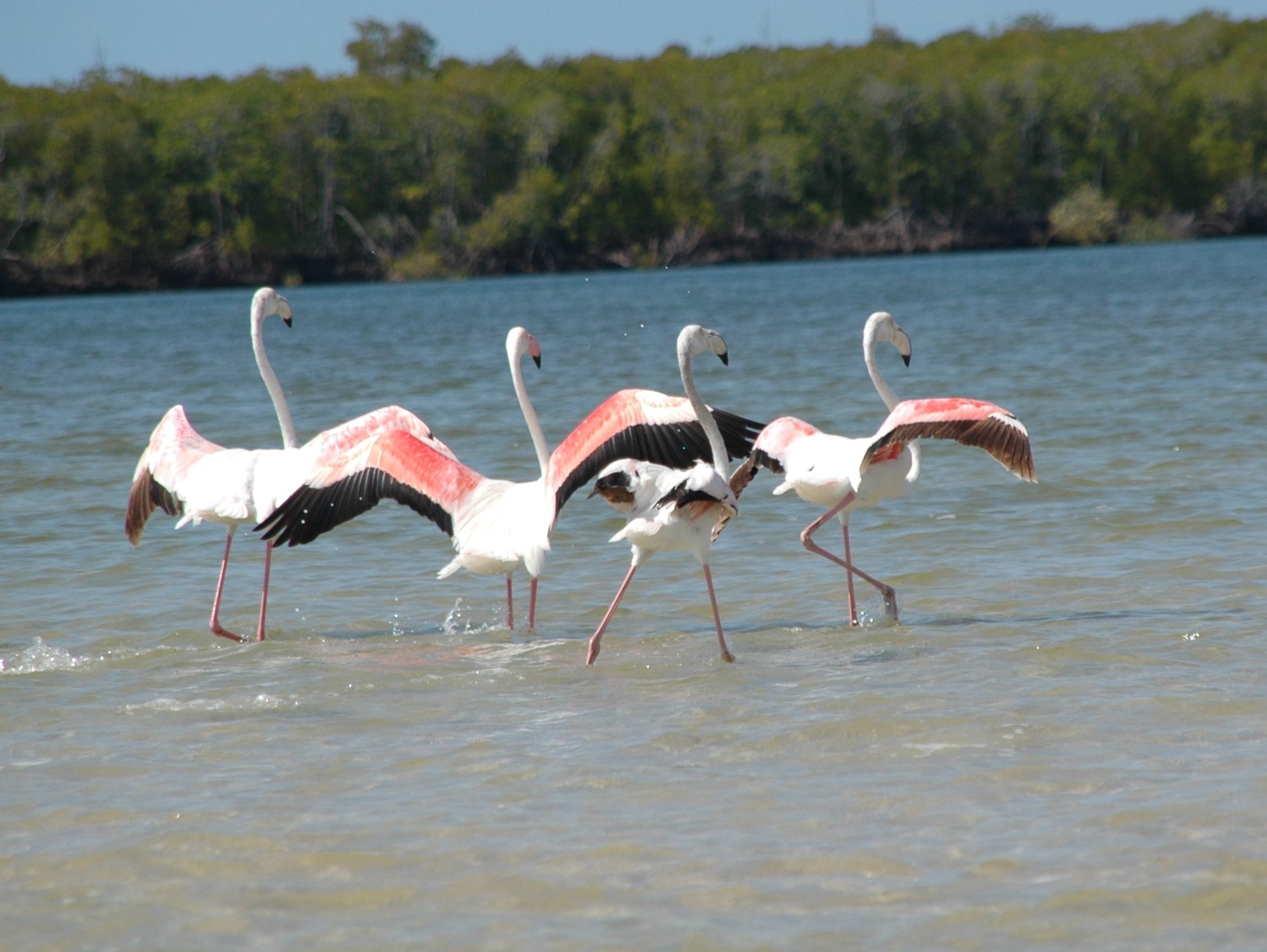 Flamingosinestuary img 1 e1747919770603