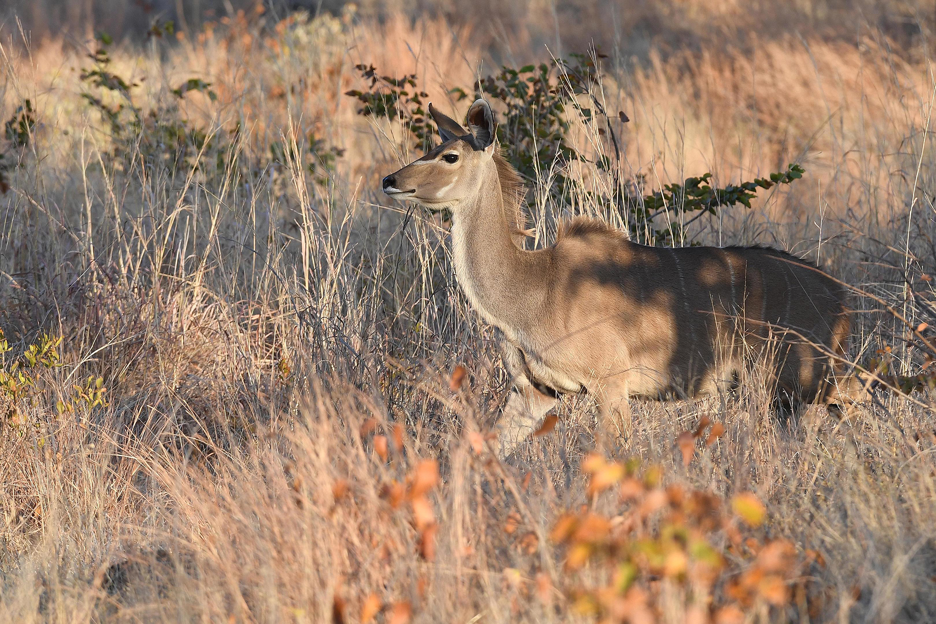 Robins Camp en Hwange