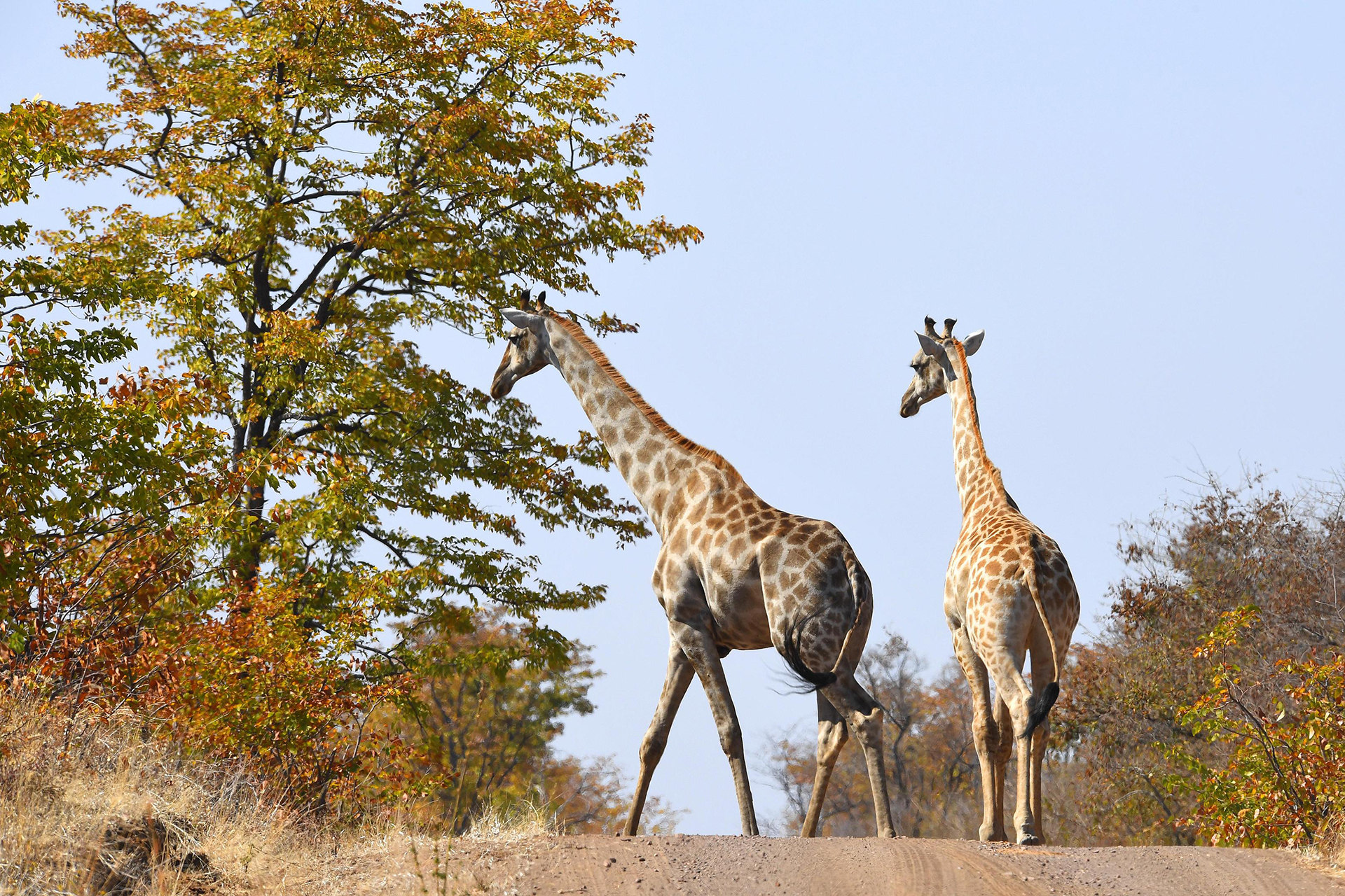 Robins Camp en Hwange