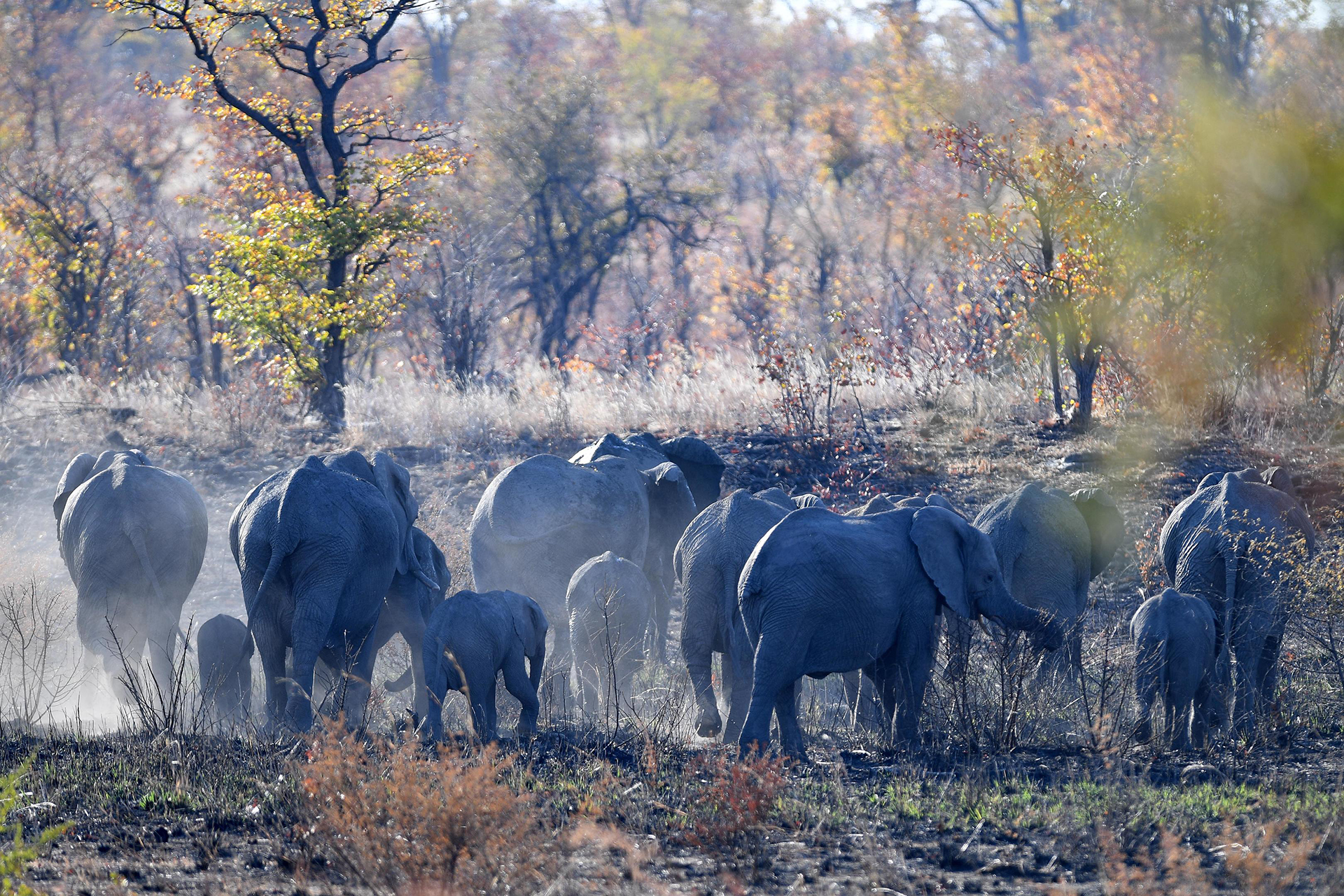 Robins Camp en Hwange
