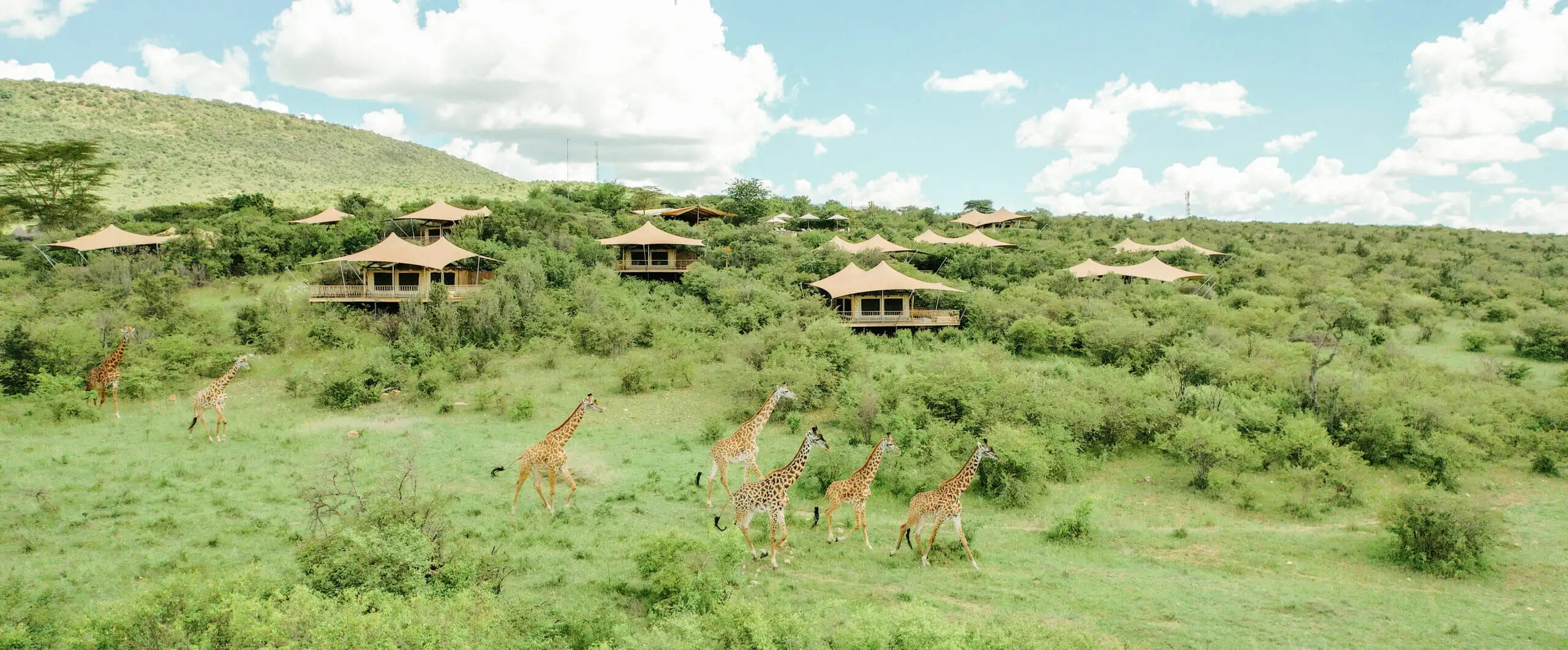 Camp mara bushtops © oliver fly photography 59 scaled e1693642914108