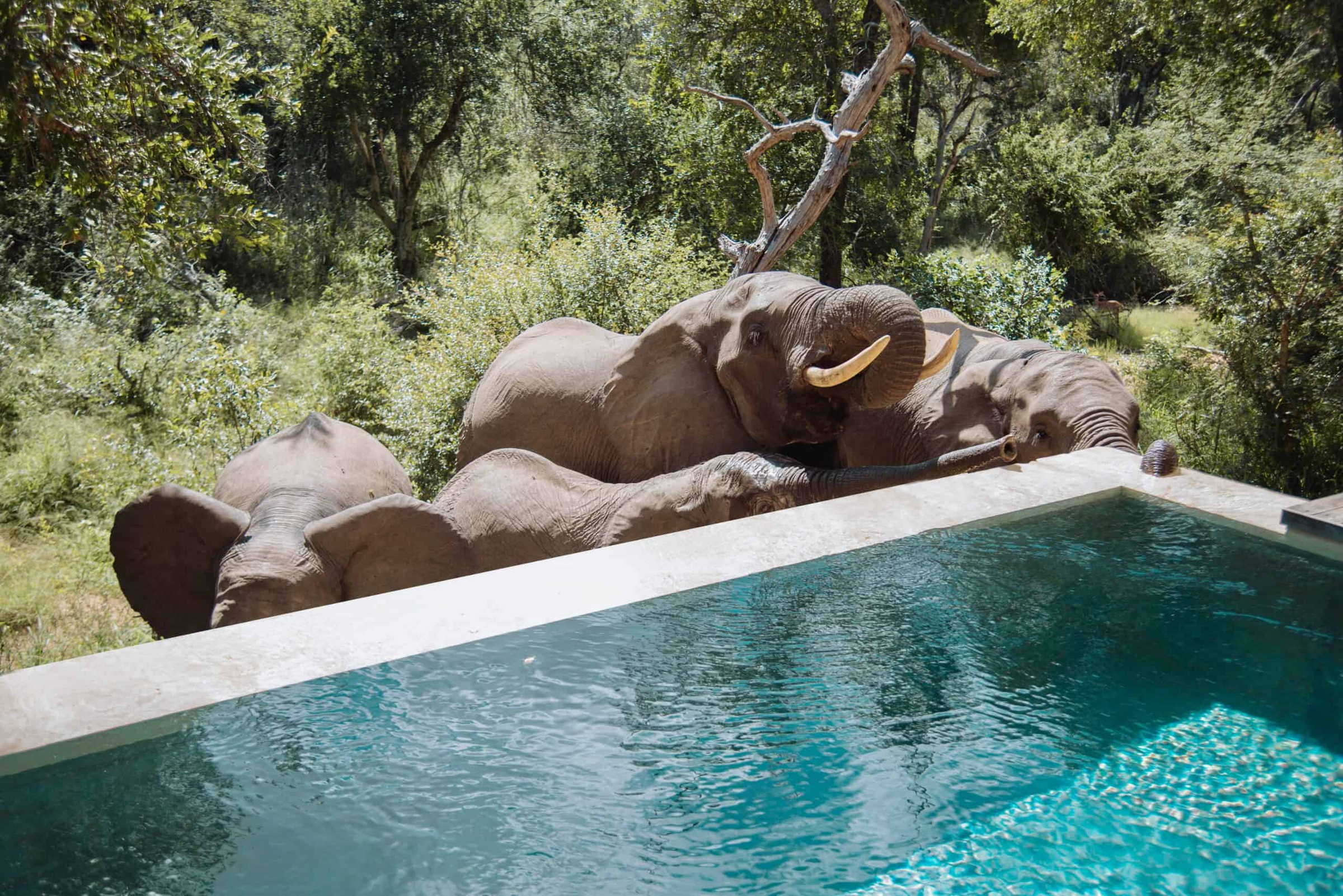 Royal Malewane Malewane Lodge en Kruger National Park