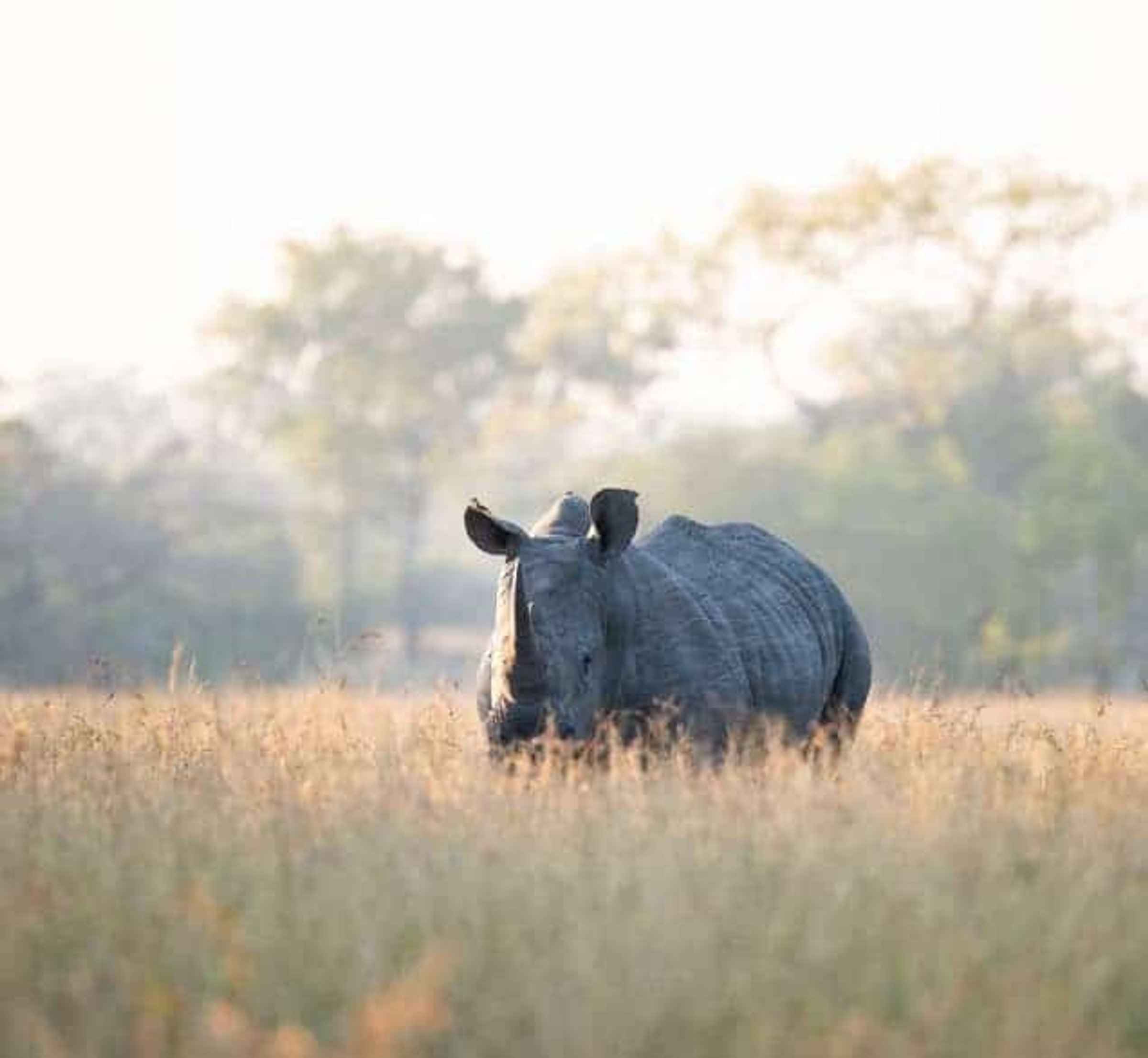 Royal Malewane Malewane Lodge en Kruger National Park