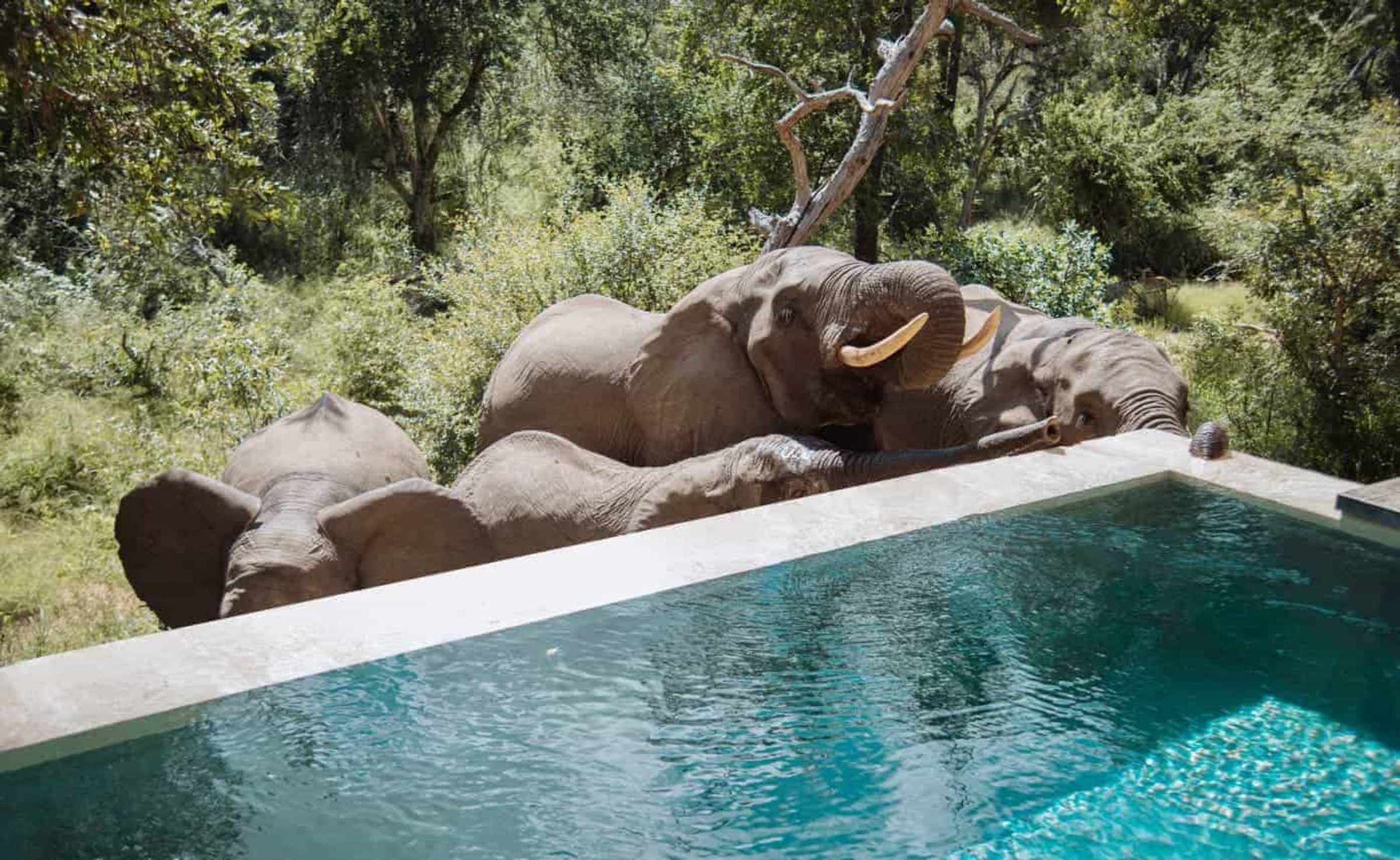 Royal Malewane Malewane Lodge en Kruger National Park