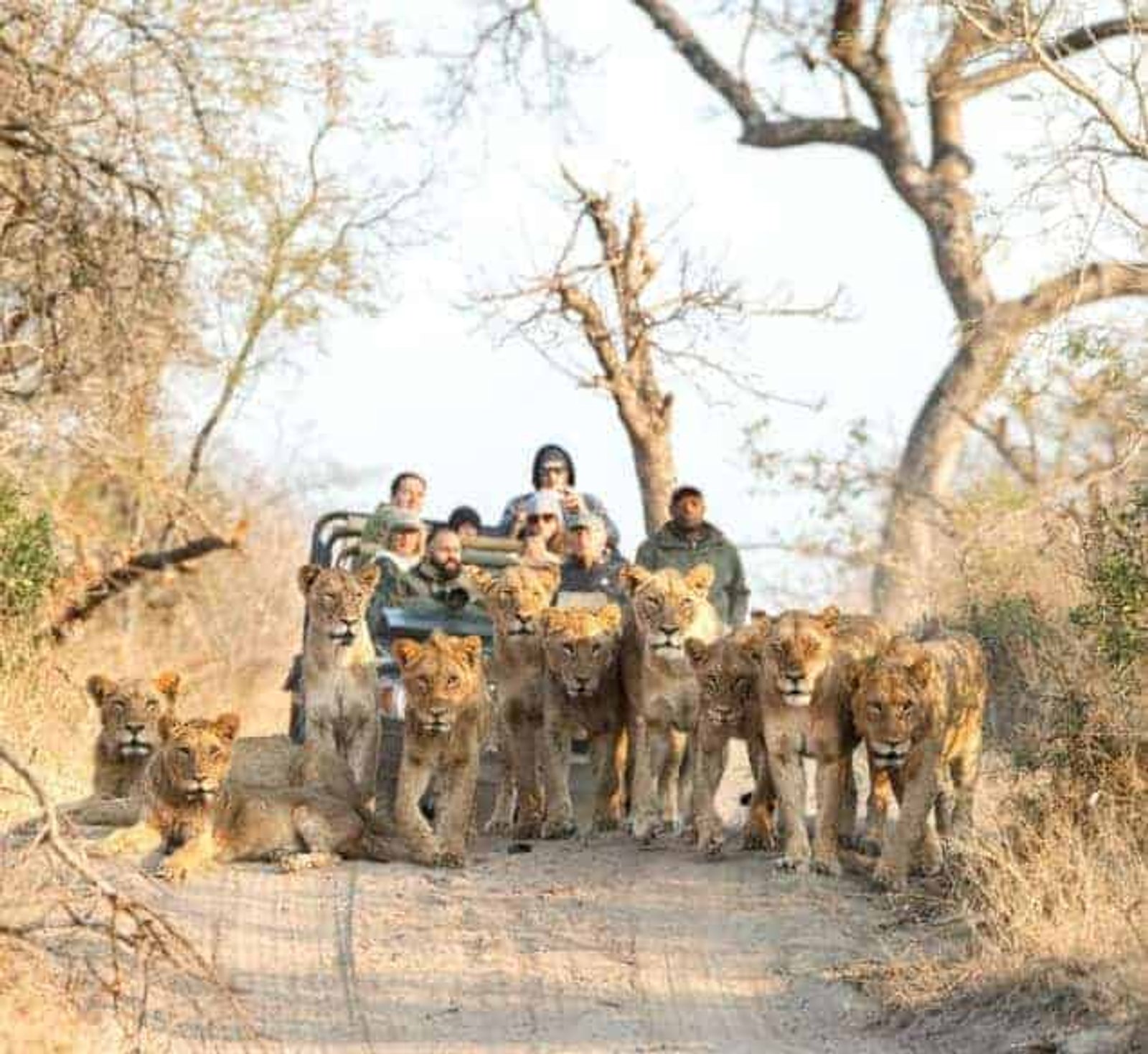 Royal Malewane Masiya's Camp en Kruger National Park