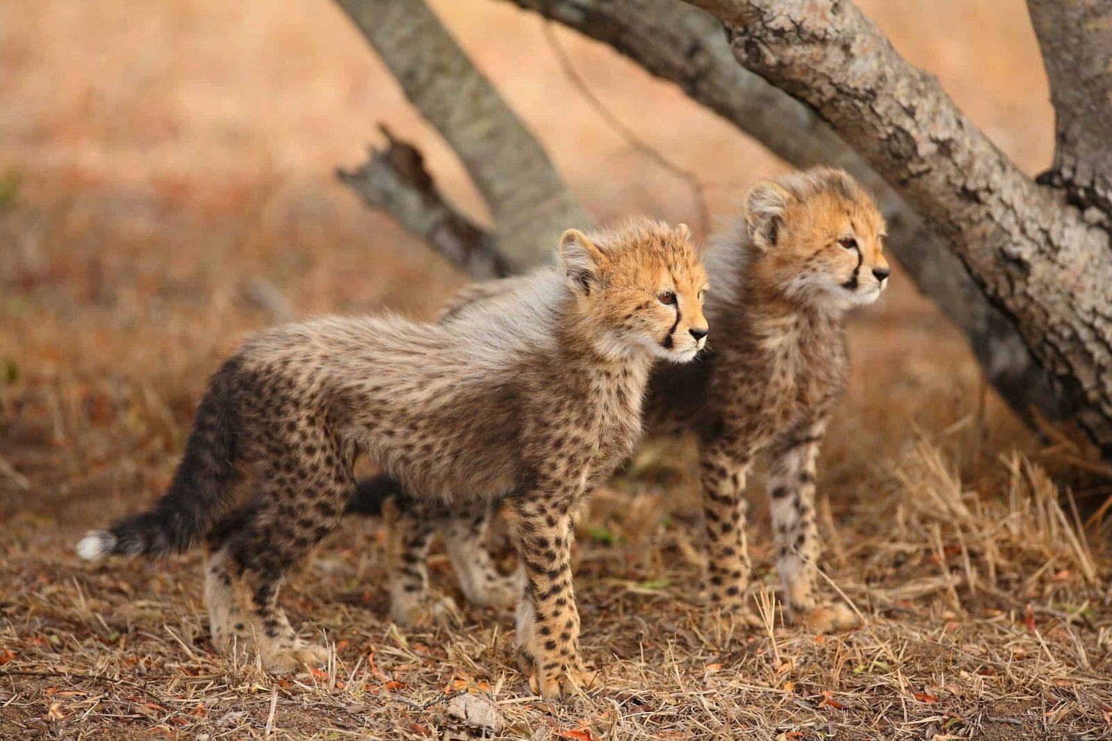 Royal Malewane The Farmstead en Kruger National Park