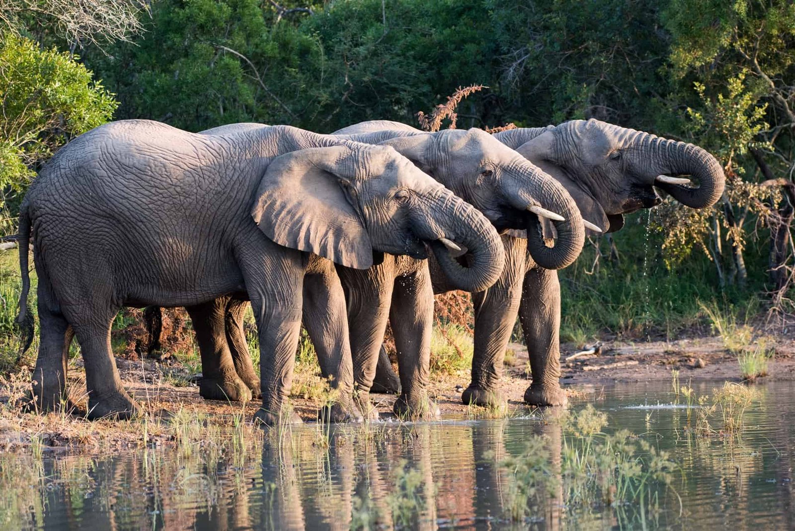 Royal Malewane Waterside en Kruger National Park