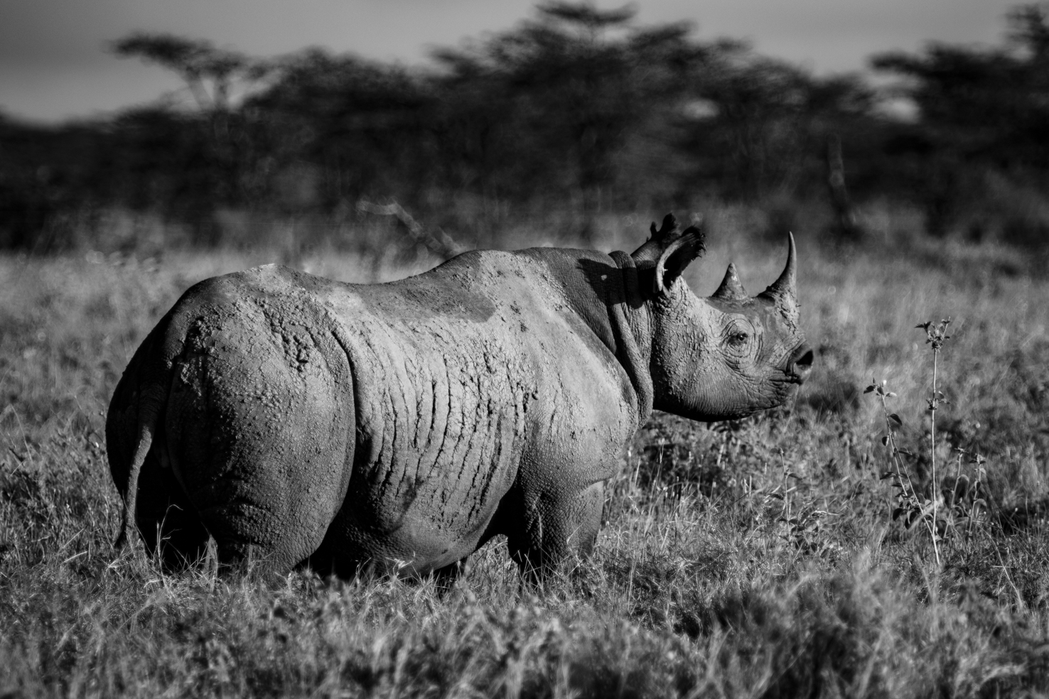 Segera Retreat en Laikipia 