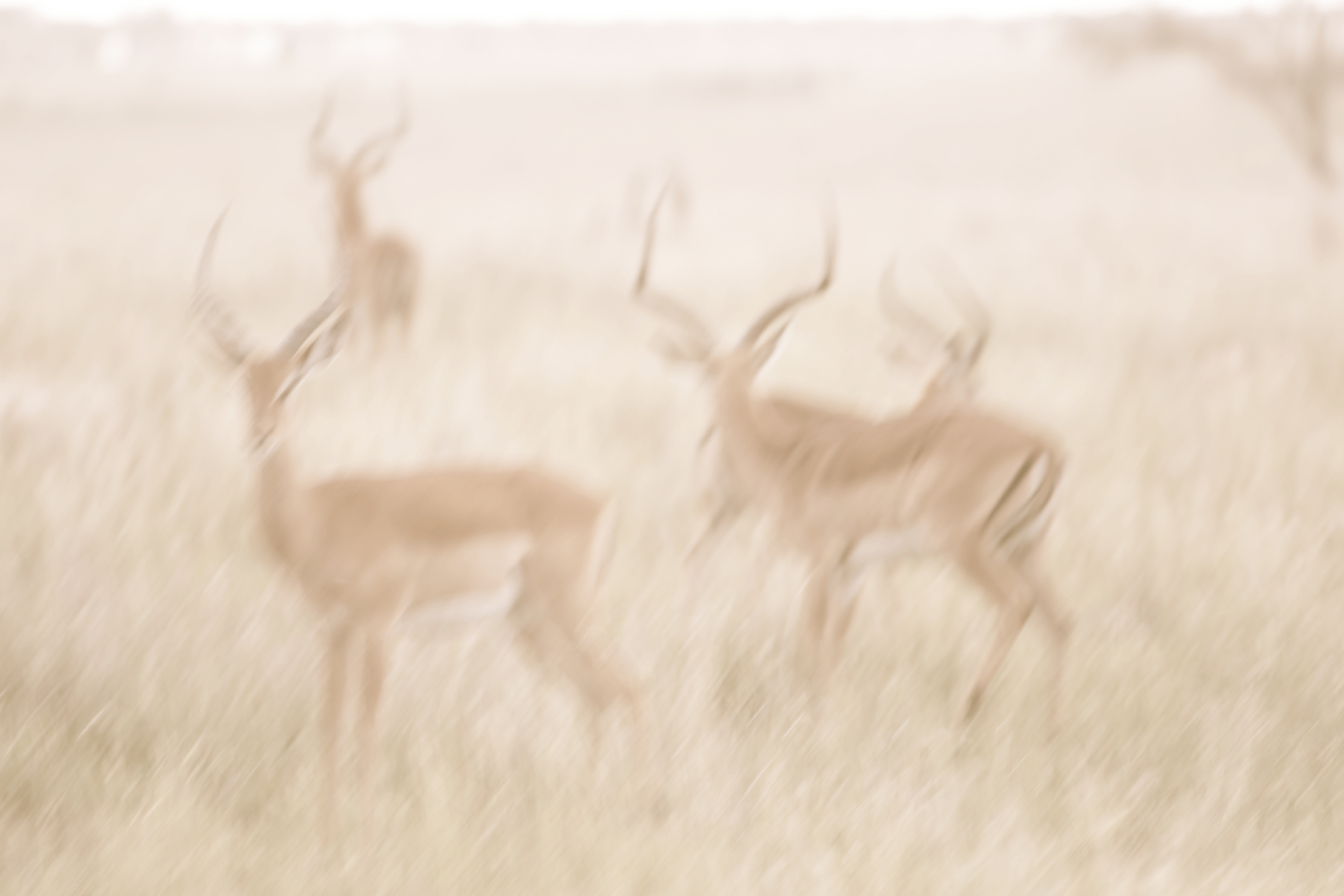 Segera Retreat en Laikipia 