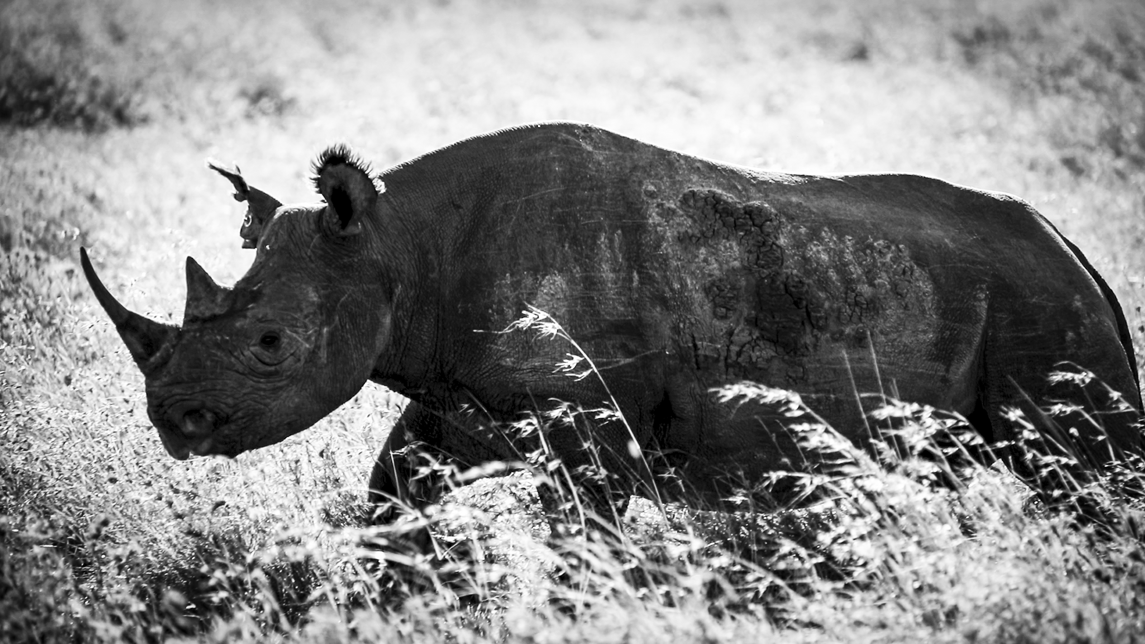 Segera Retreat en Laikipia 