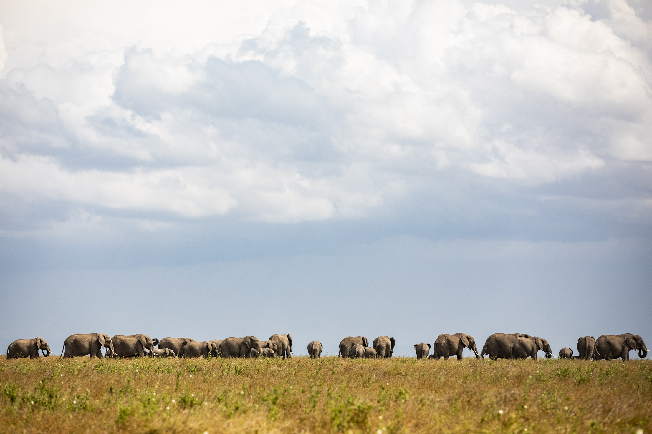 Segera Retreat en Laikipia 