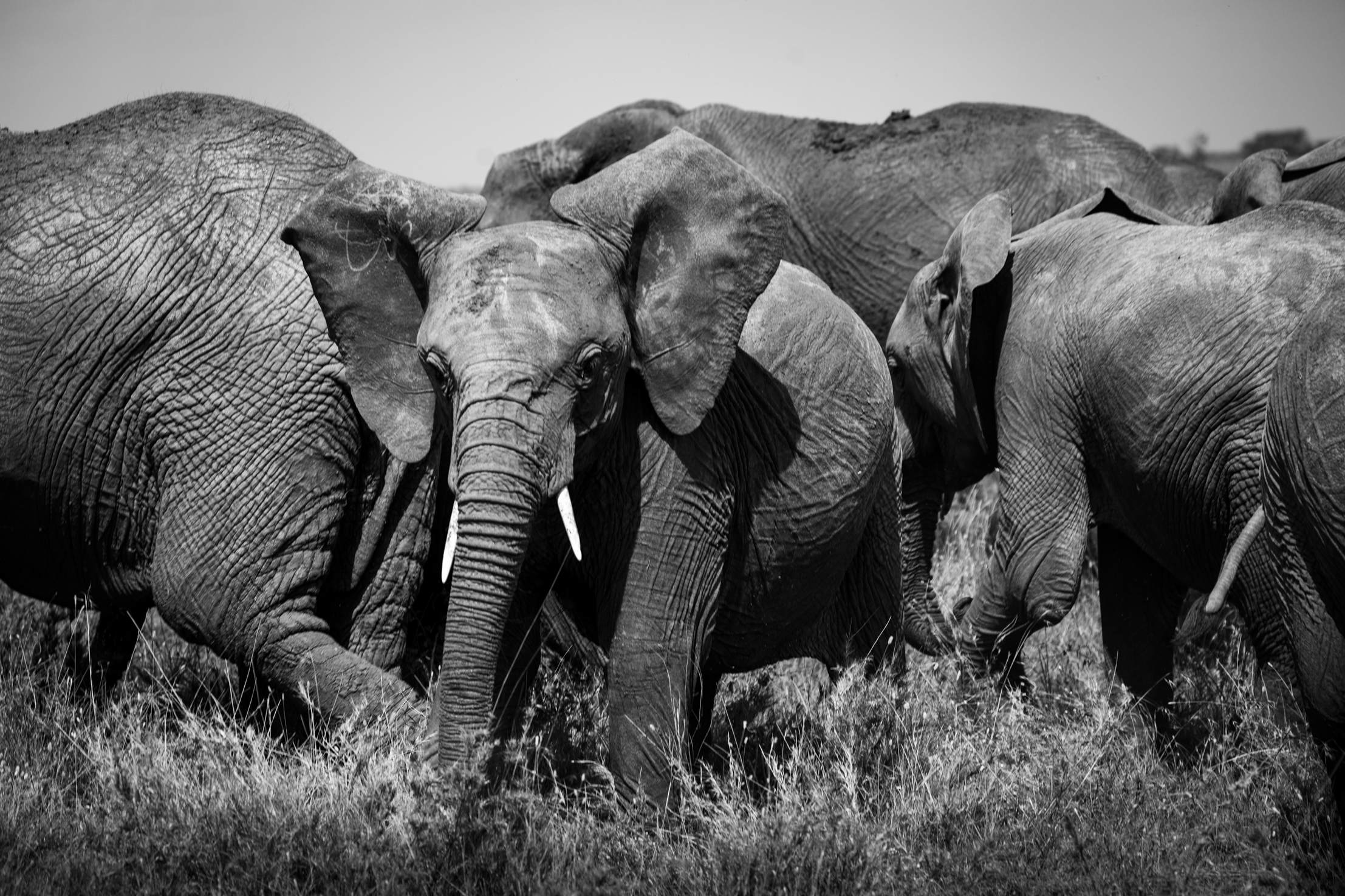 Segera Retreat en Laikipia 